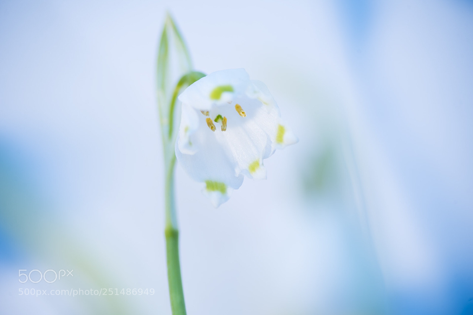 Nikon D810 sample photo. Spring snowflake  photography