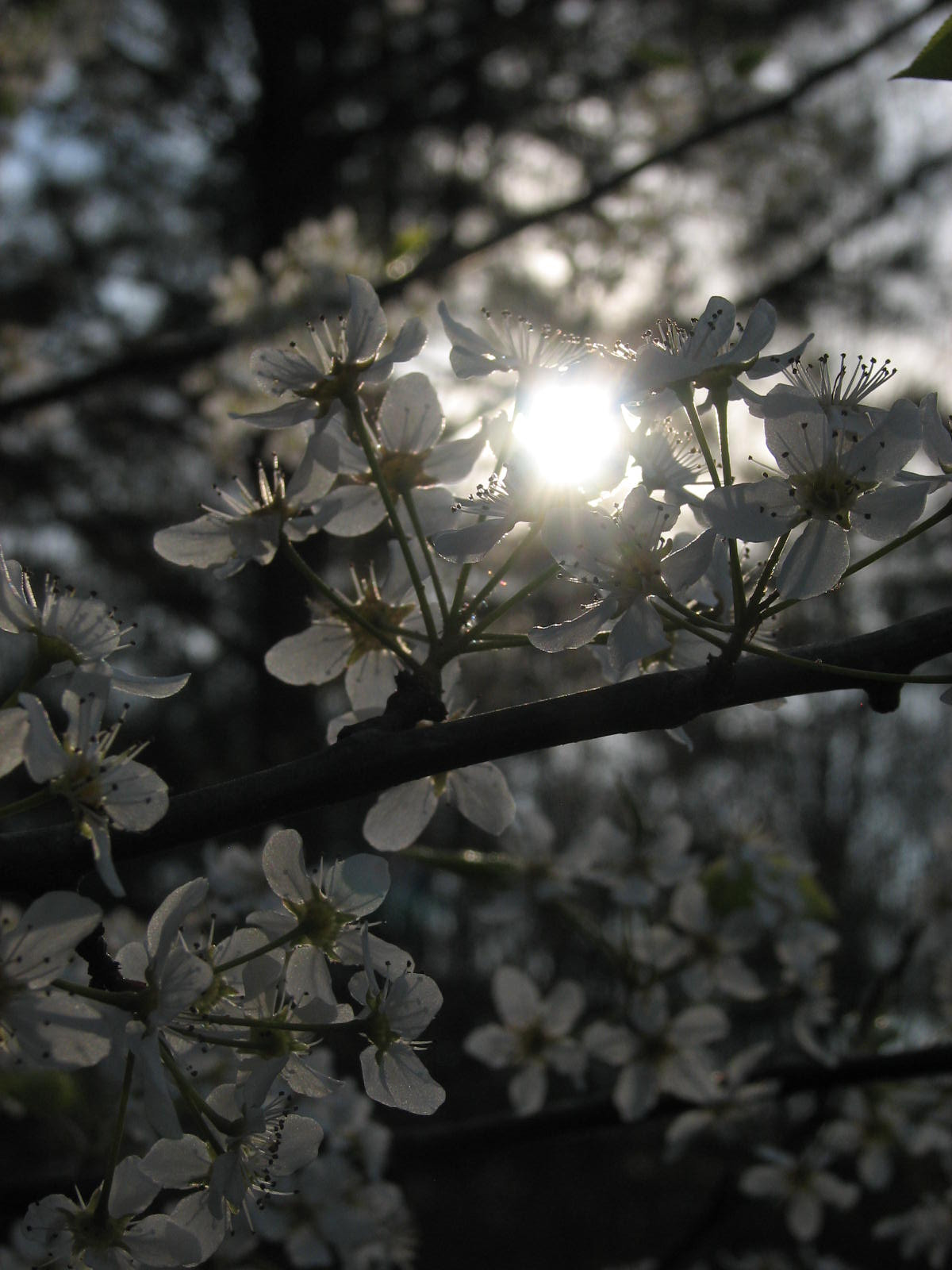 Canon POWERSHOT S2 IS sample photo. Sundown photography