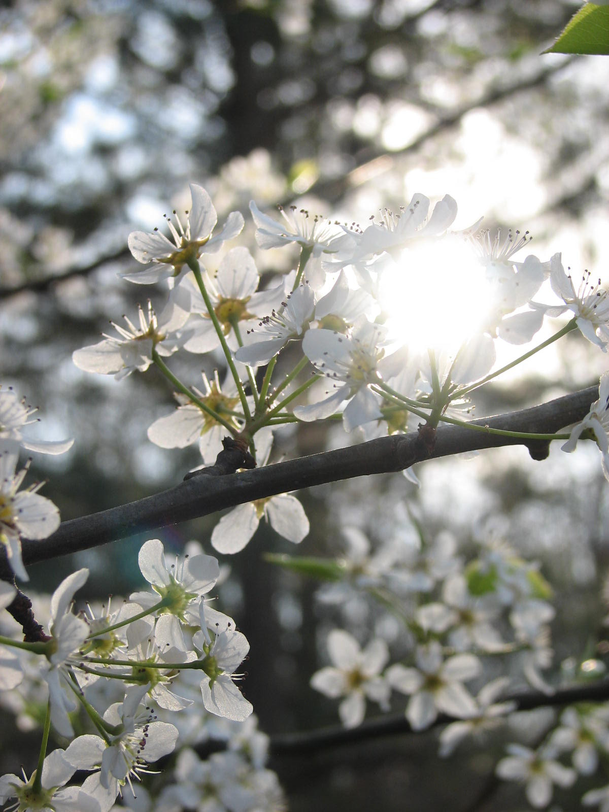 Canon POWERSHOT S2 IS sample photo. Flower photography