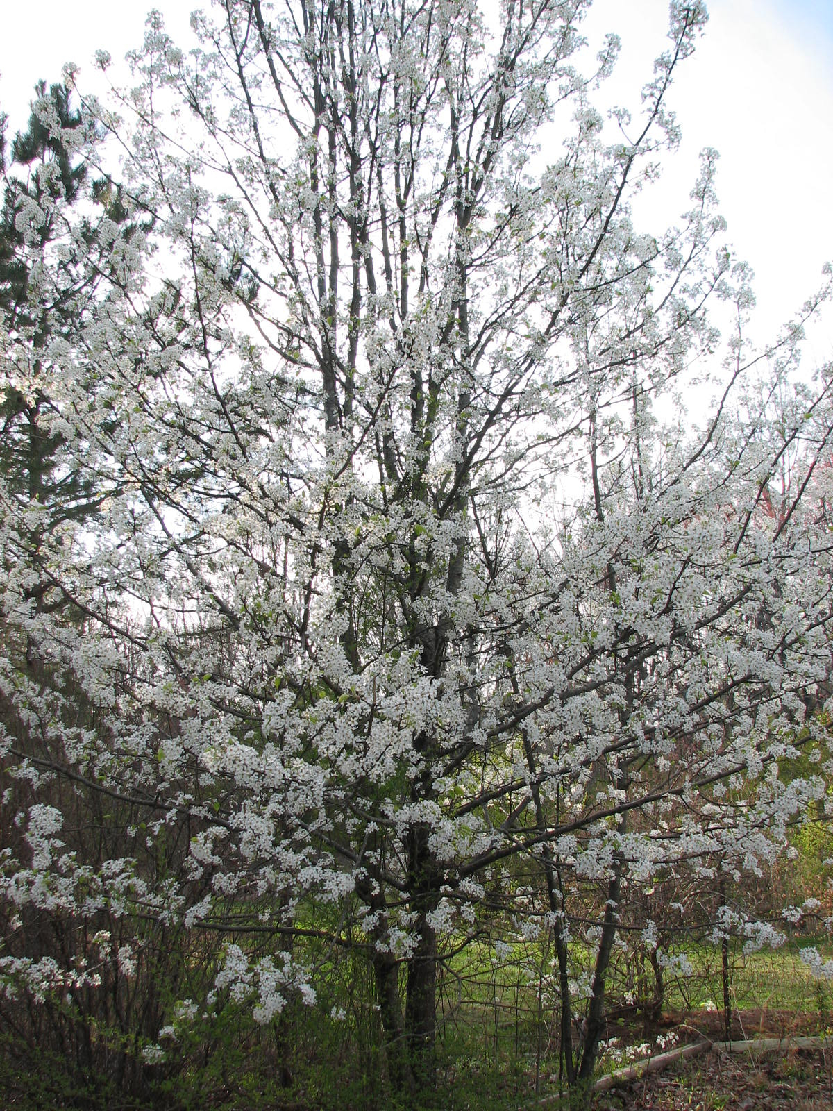 Canon POWERSHOT S2 IS sample photo. Blooming tree photography