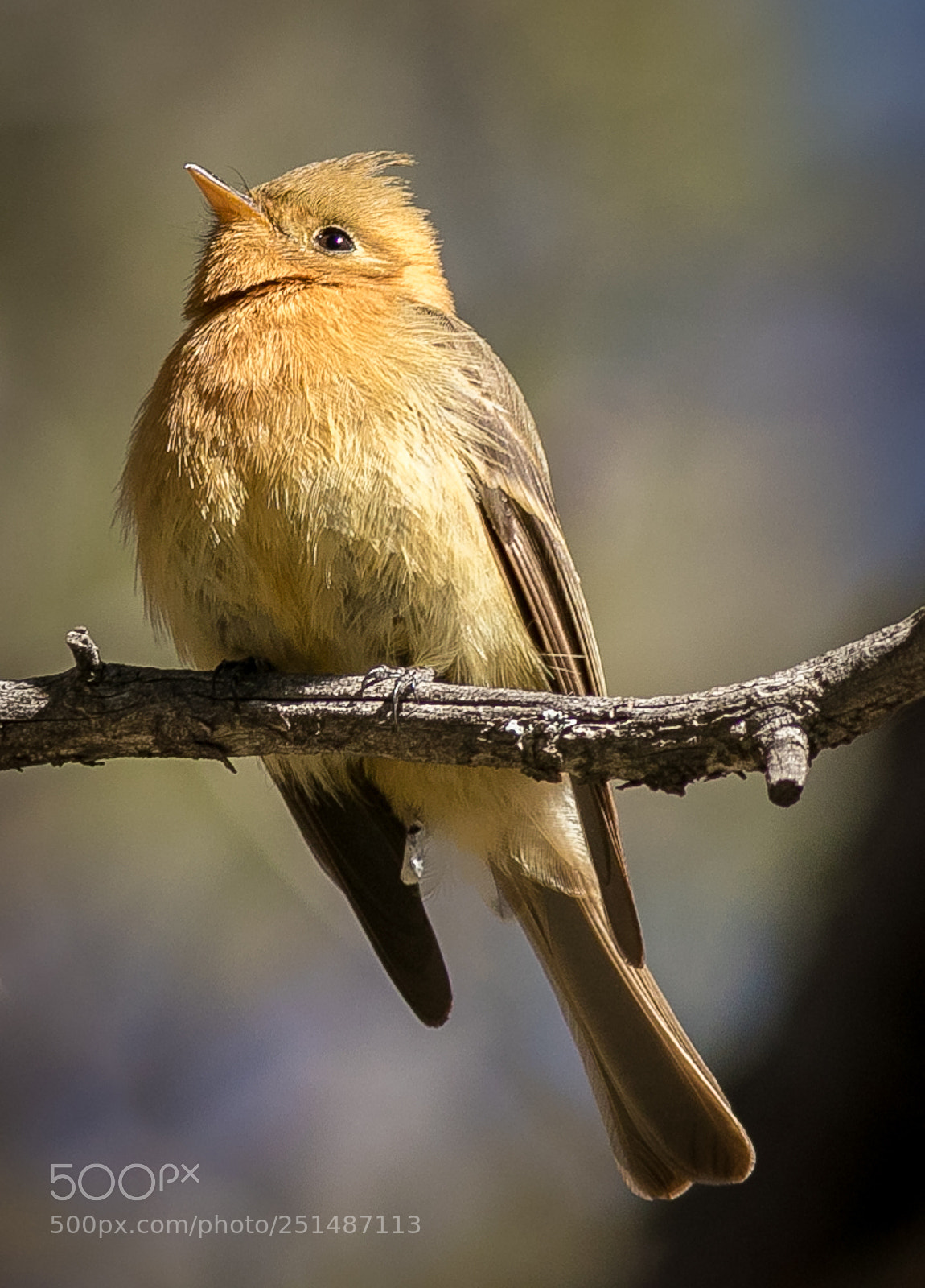 Canon EOS 7D Mark II sample photo. Proud tufty photography