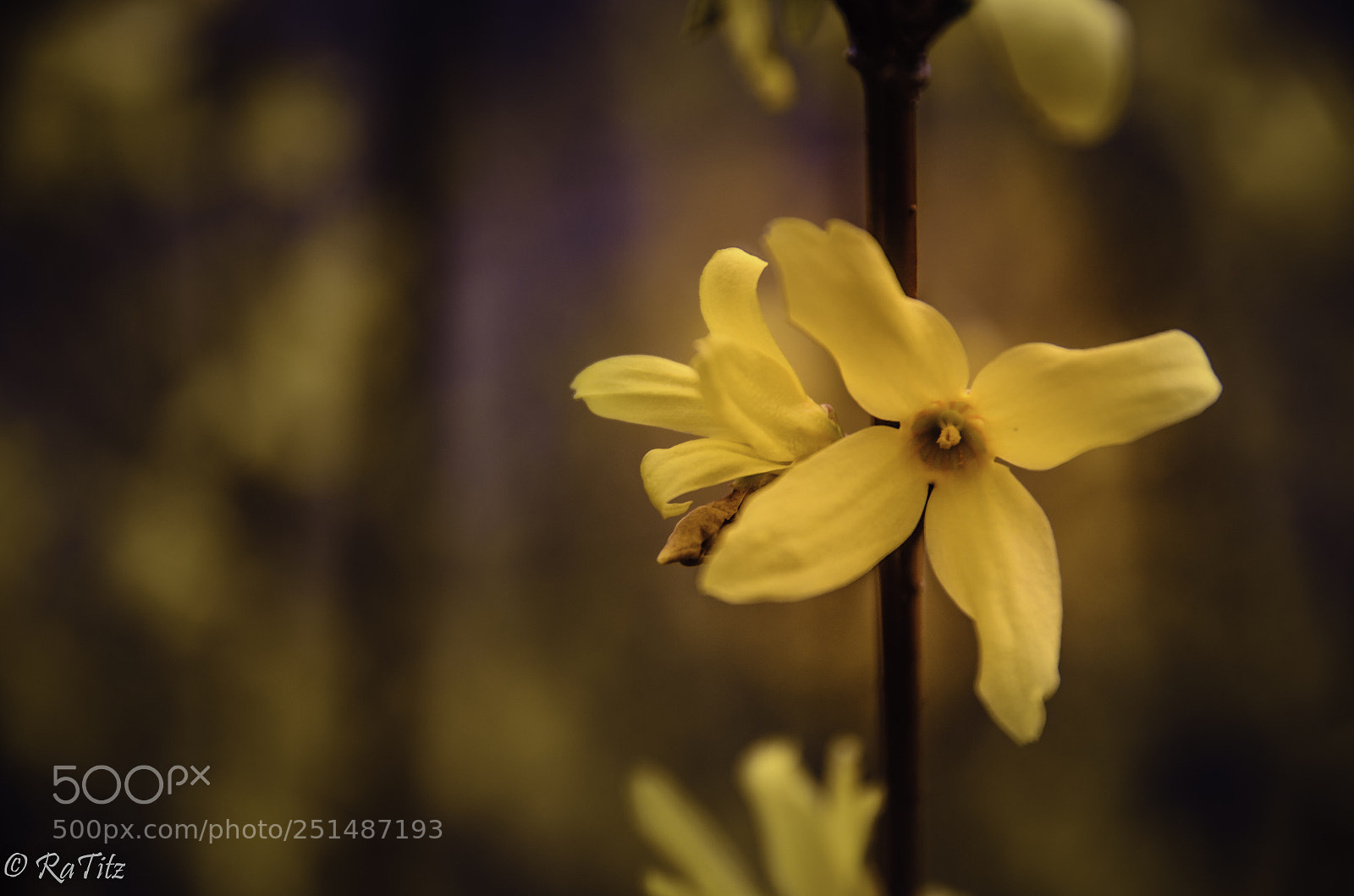 Nikon D7000 sample photo. Spring is coming photography