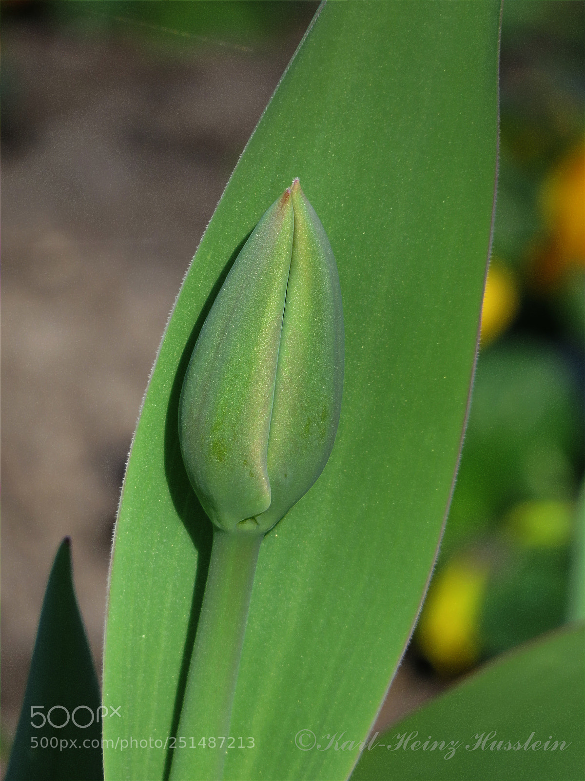 Canon PowerShot SX50 HS sample photo. Frühling tulip tulipan photography