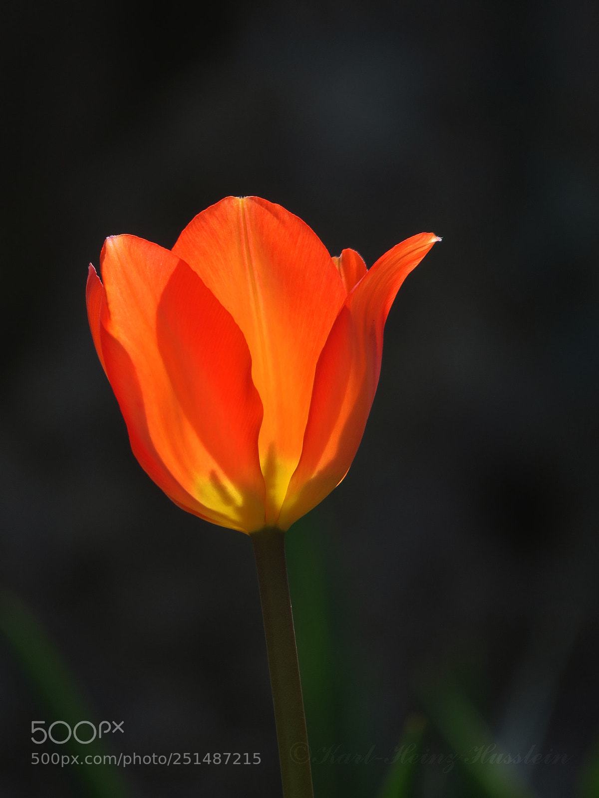 Canon PowerShot SX50 HS sample photo. Frühling tulip tulipan photography