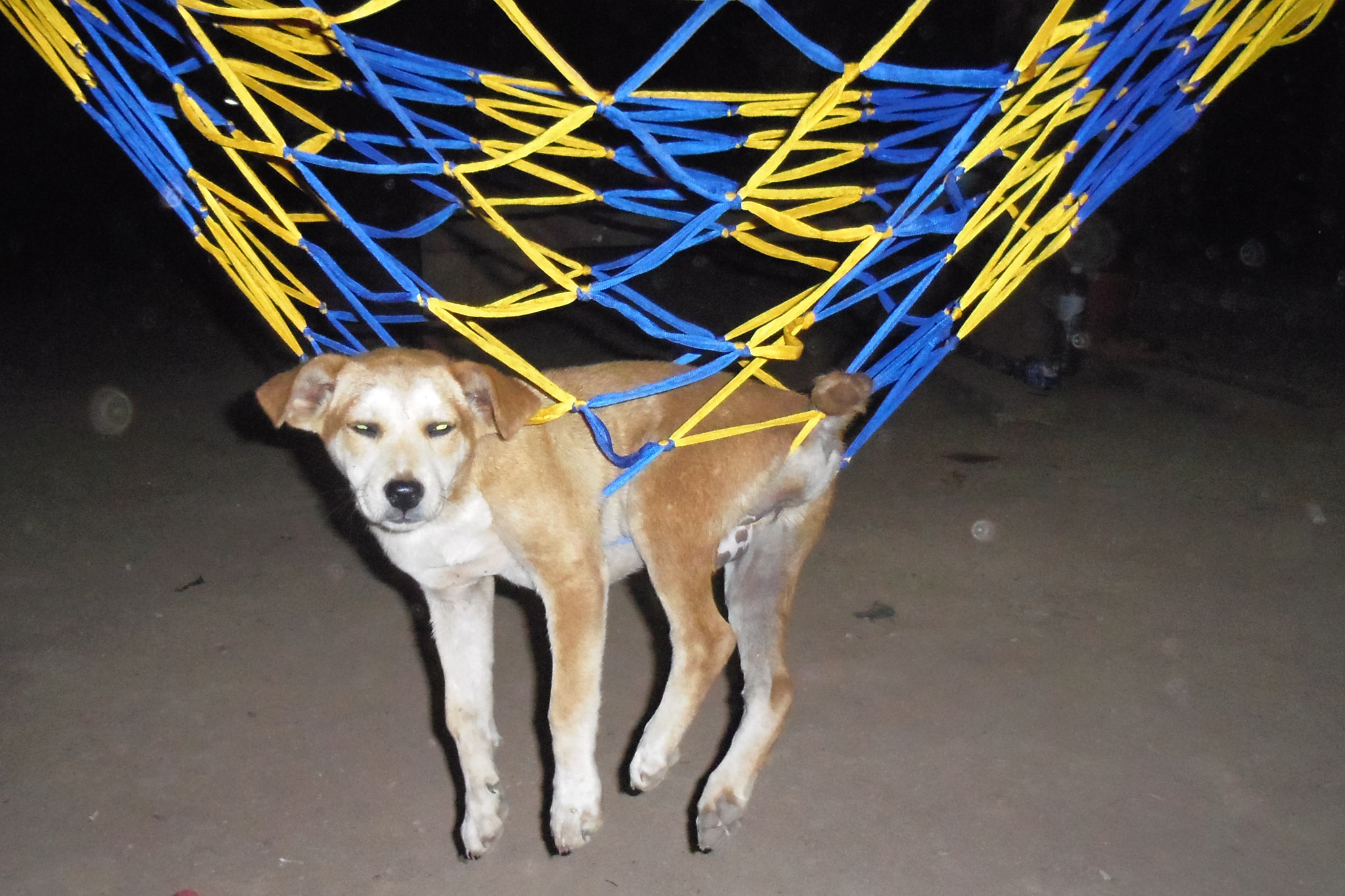 Pentax OPTIO LS465 sample photo. Funly dog photography