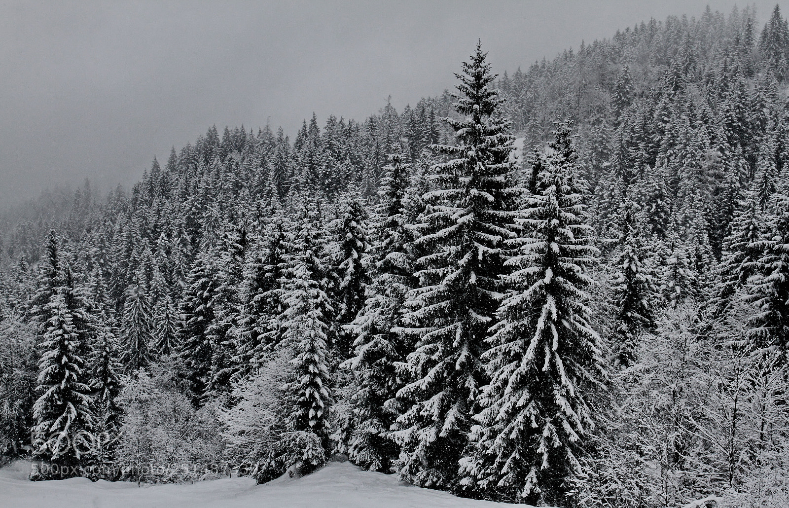 Canon EOS 7D + Canon EF 17-40mm F4L USM sample photo. Black & white winter photography