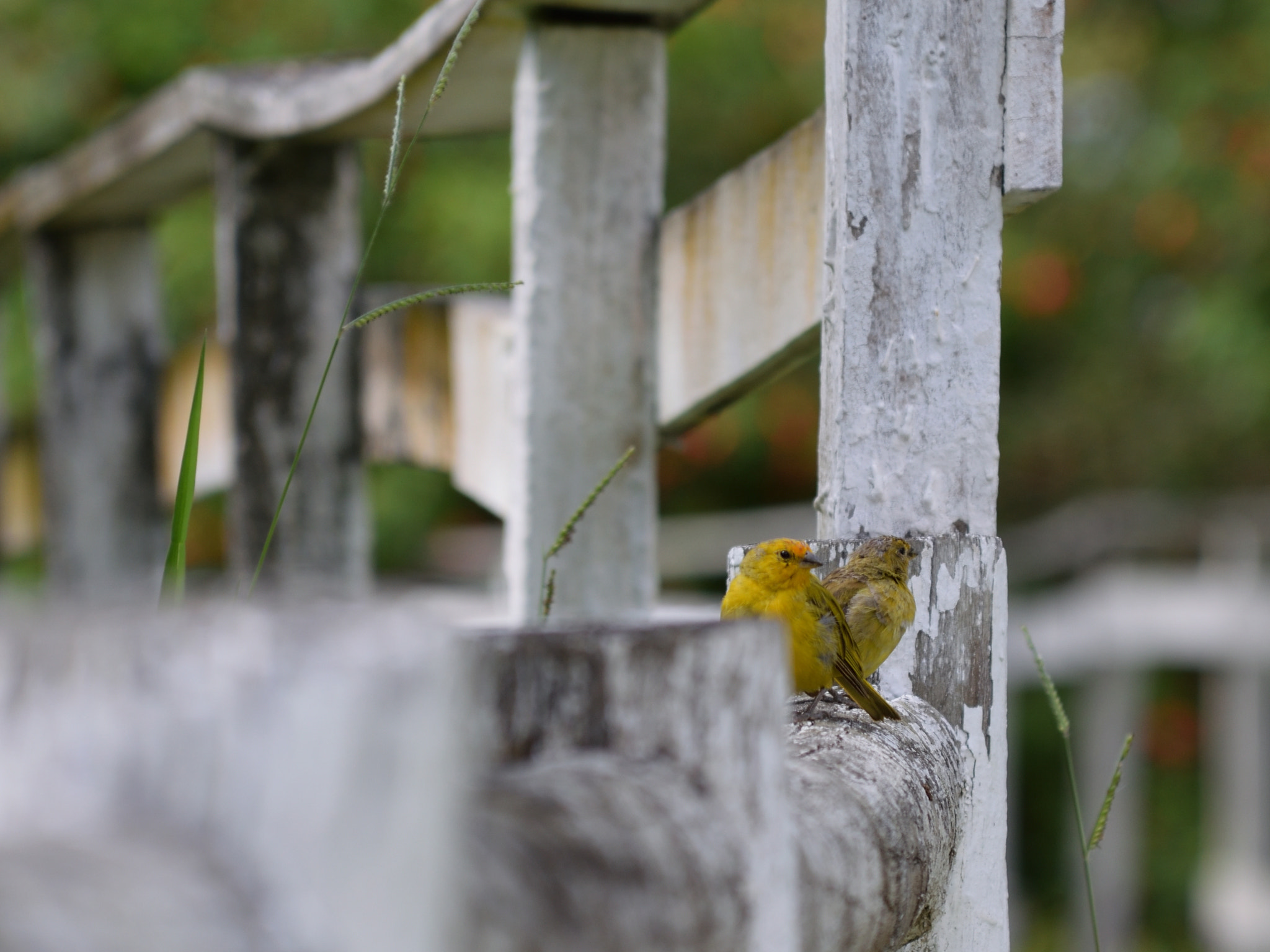 Nikon D5300 sample photo. Canaries photography