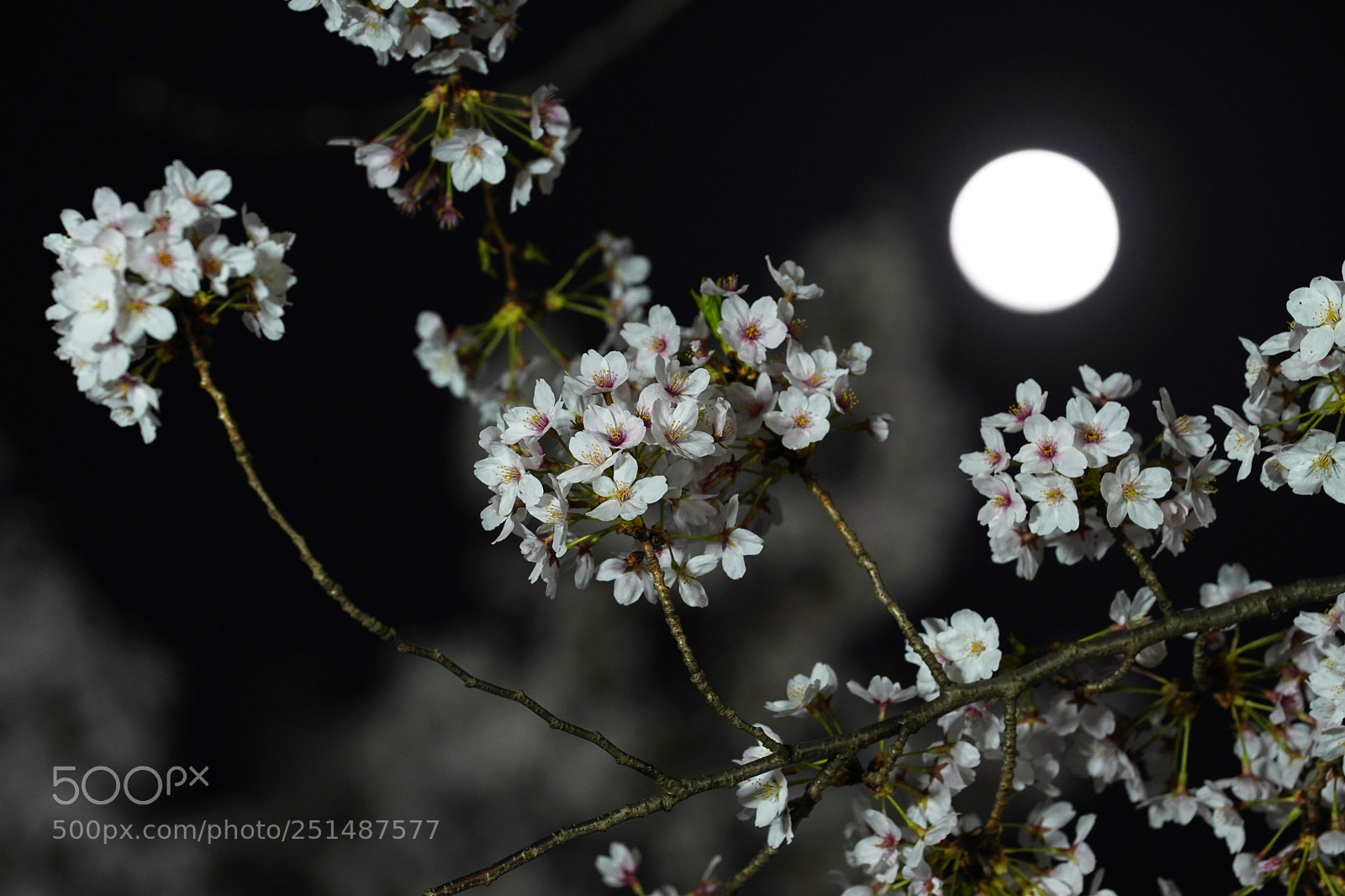 Sony a9 sample photo. Moon and cherry blossoms photography