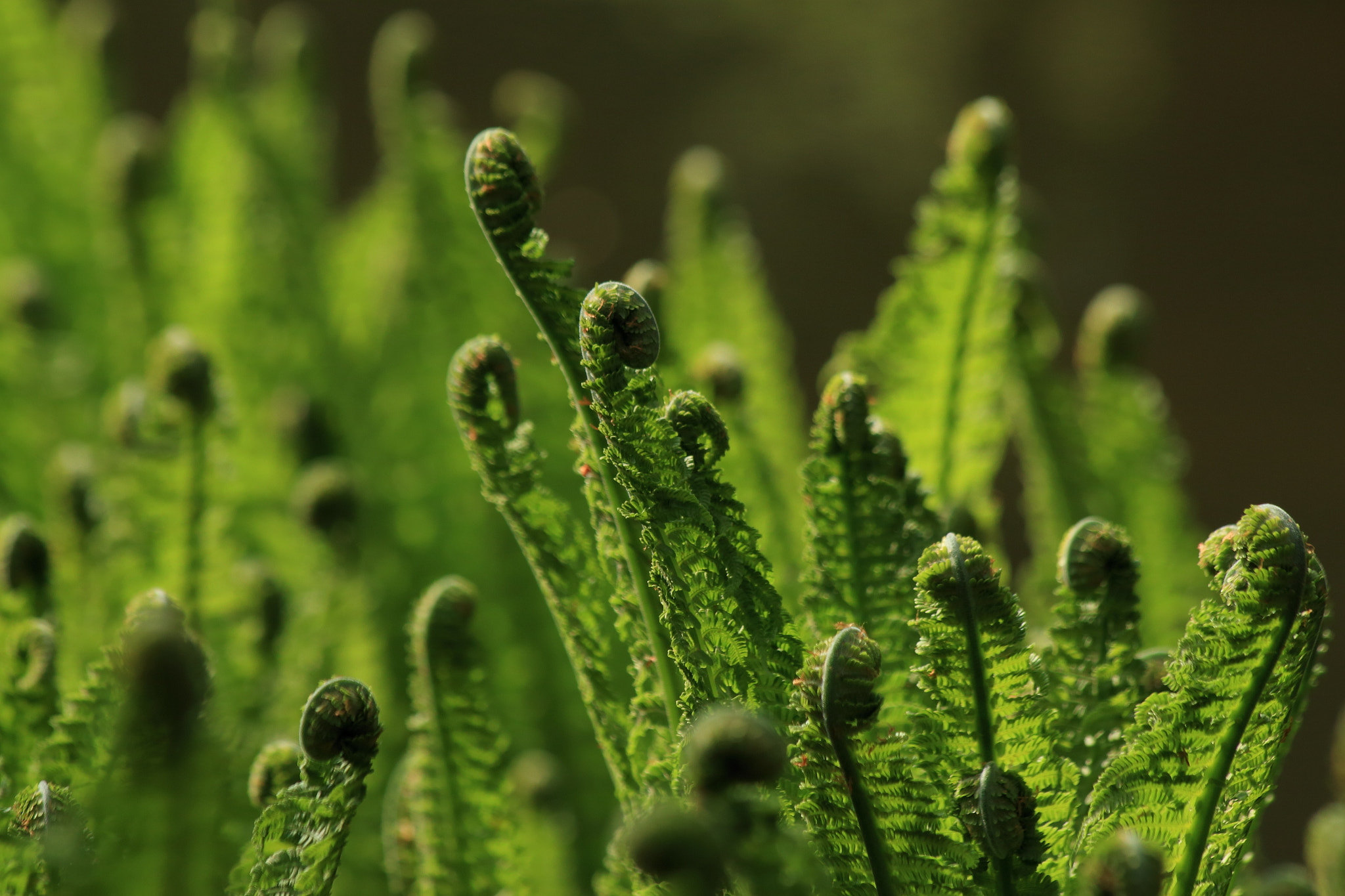 Canon EF 70-300mm F4-5.6 IS USM sample photo. Bracken photography
