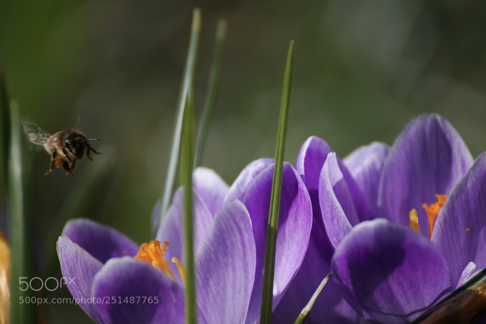Canon EOS 750D (EOS Rebel T6i / EOS Kiss X8i) sample photo. Der fr hling im photography