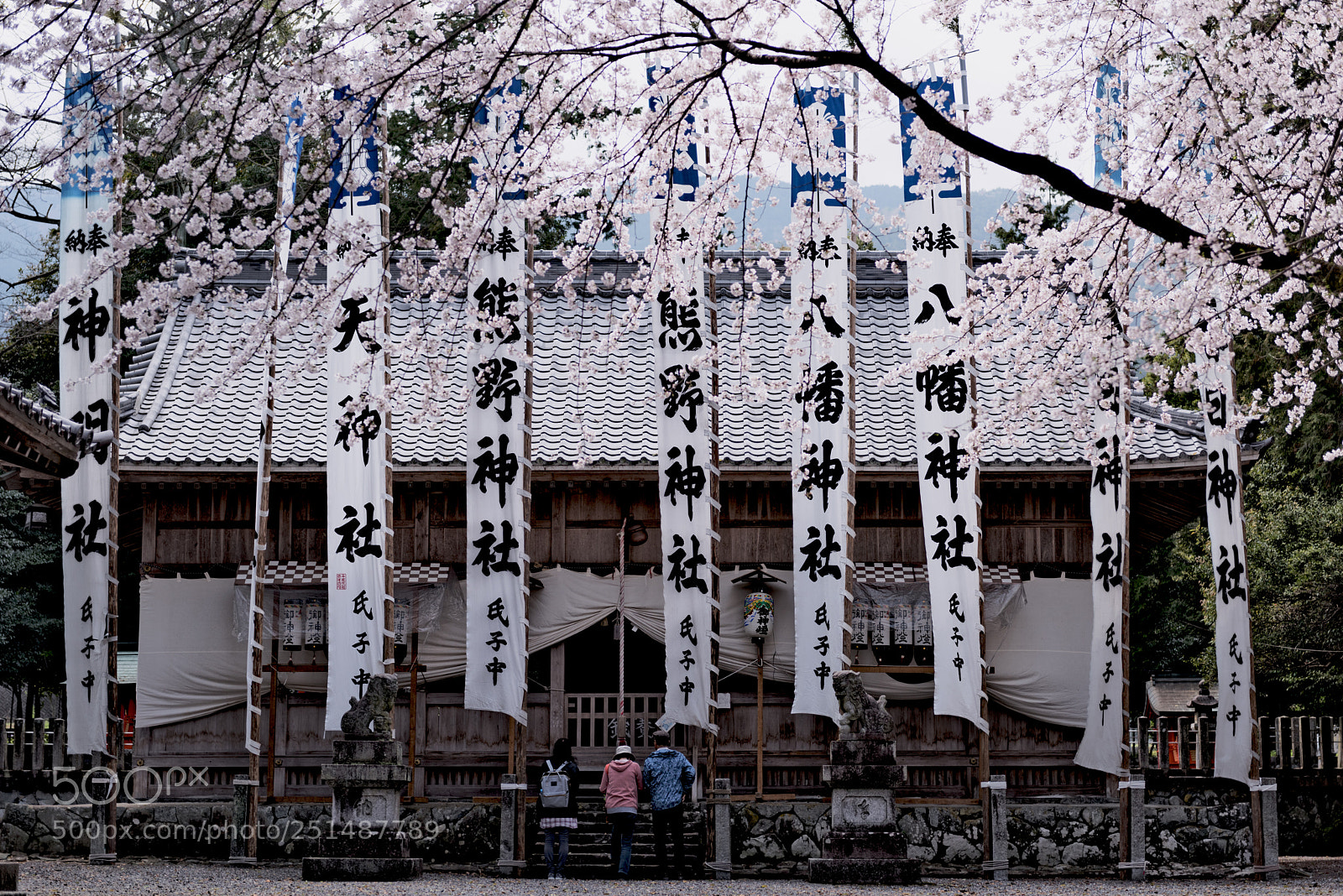 Nikon D810 sample photo. Spring festival** photography