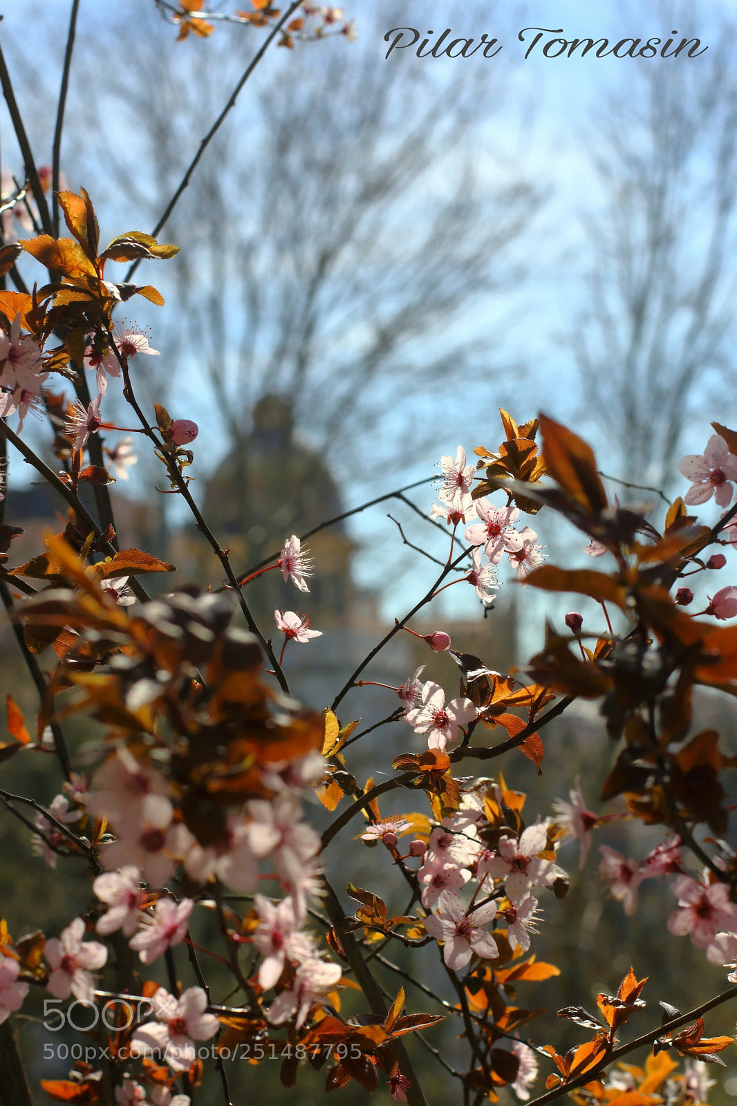 Canon EOS 1200D (EOS Rebel T5 / EOS Kiss X70 / EOS Hi) sample photo. Primavera en madrid photography