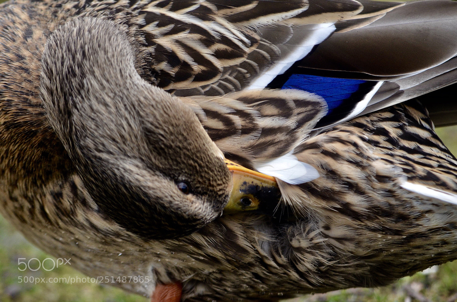 Nikon D5100 sample photo. Ducky  photography