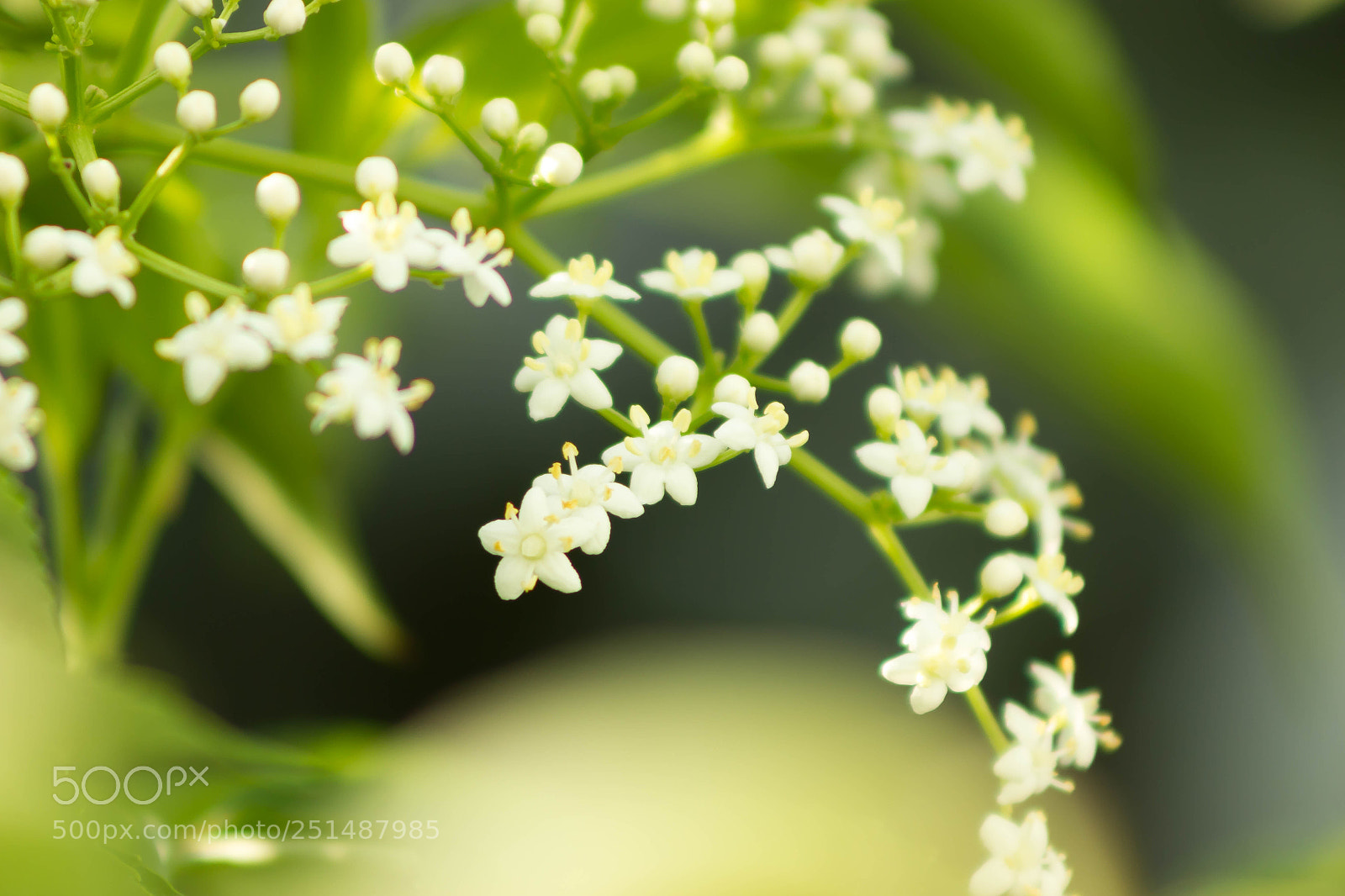 Canon EOS 550D (EOS Rebel T2i / EOS Kiss X4) sample photo. Little white flower photography