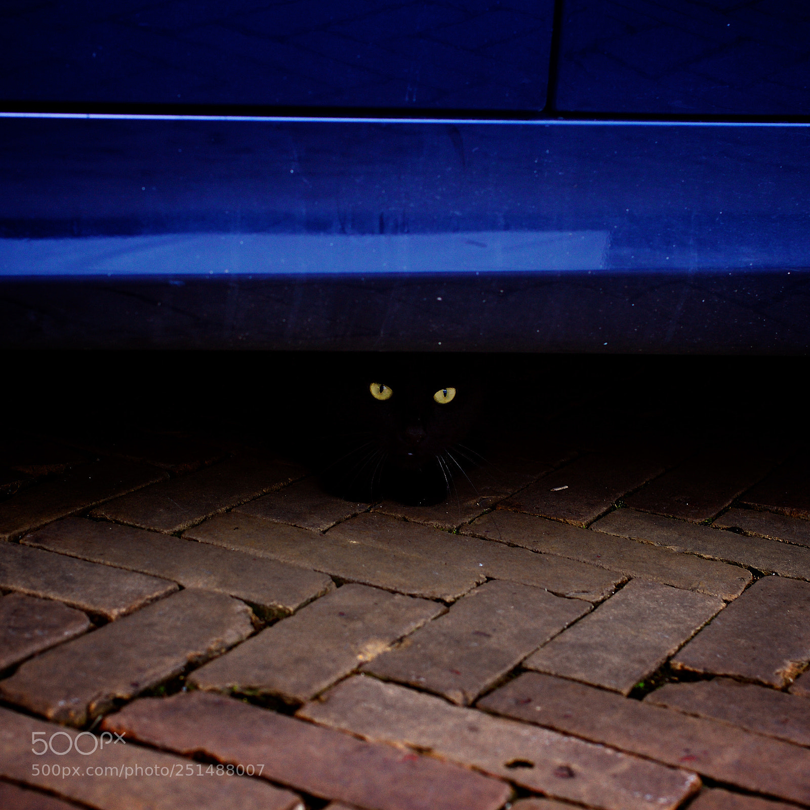 Canon EOS 5D Mark II sample photo. Cat's eyes photography