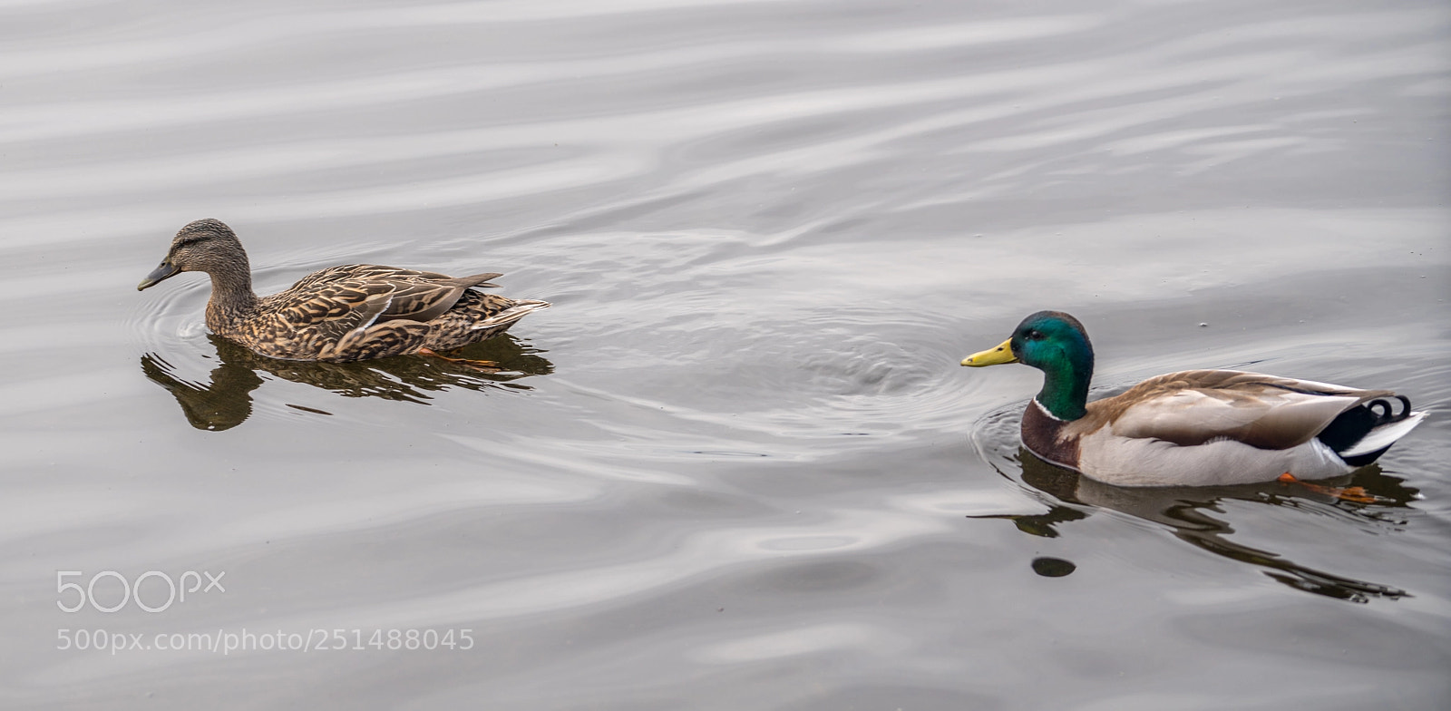 Sony a7R III sample photo. Swimming ducks photography