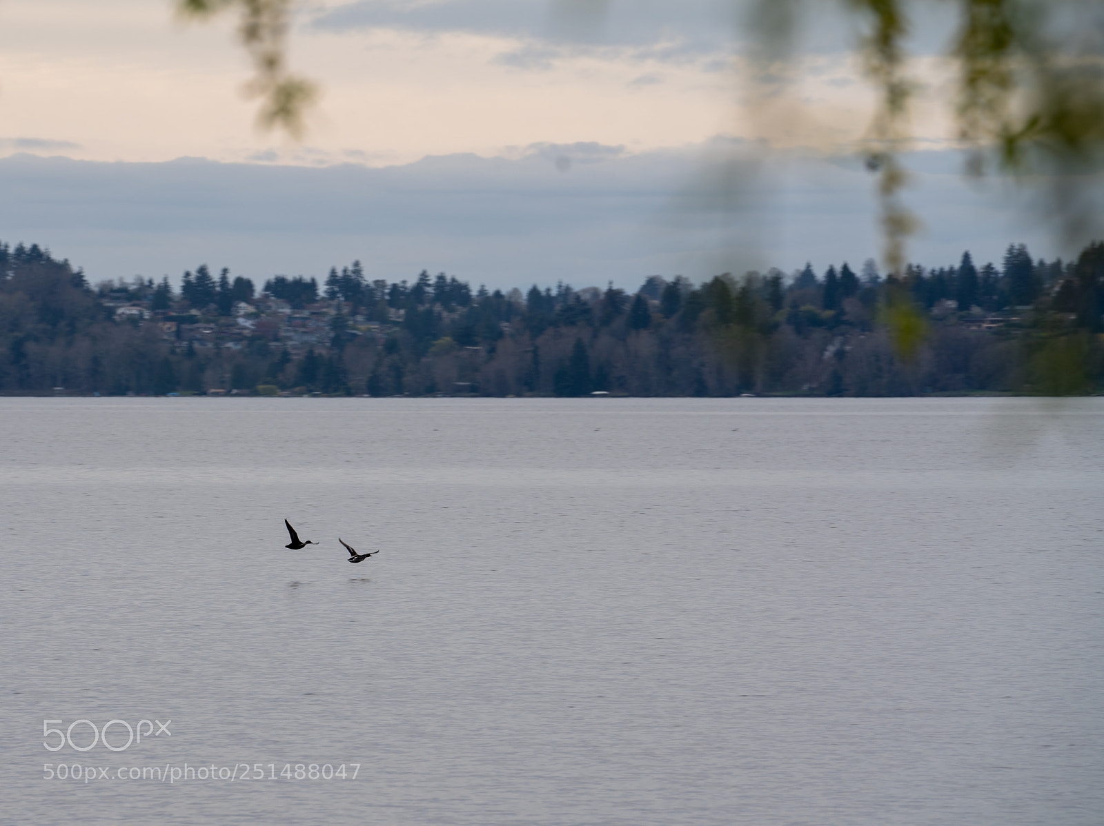 Sony a7R III sample photo. Flying ducks photography
