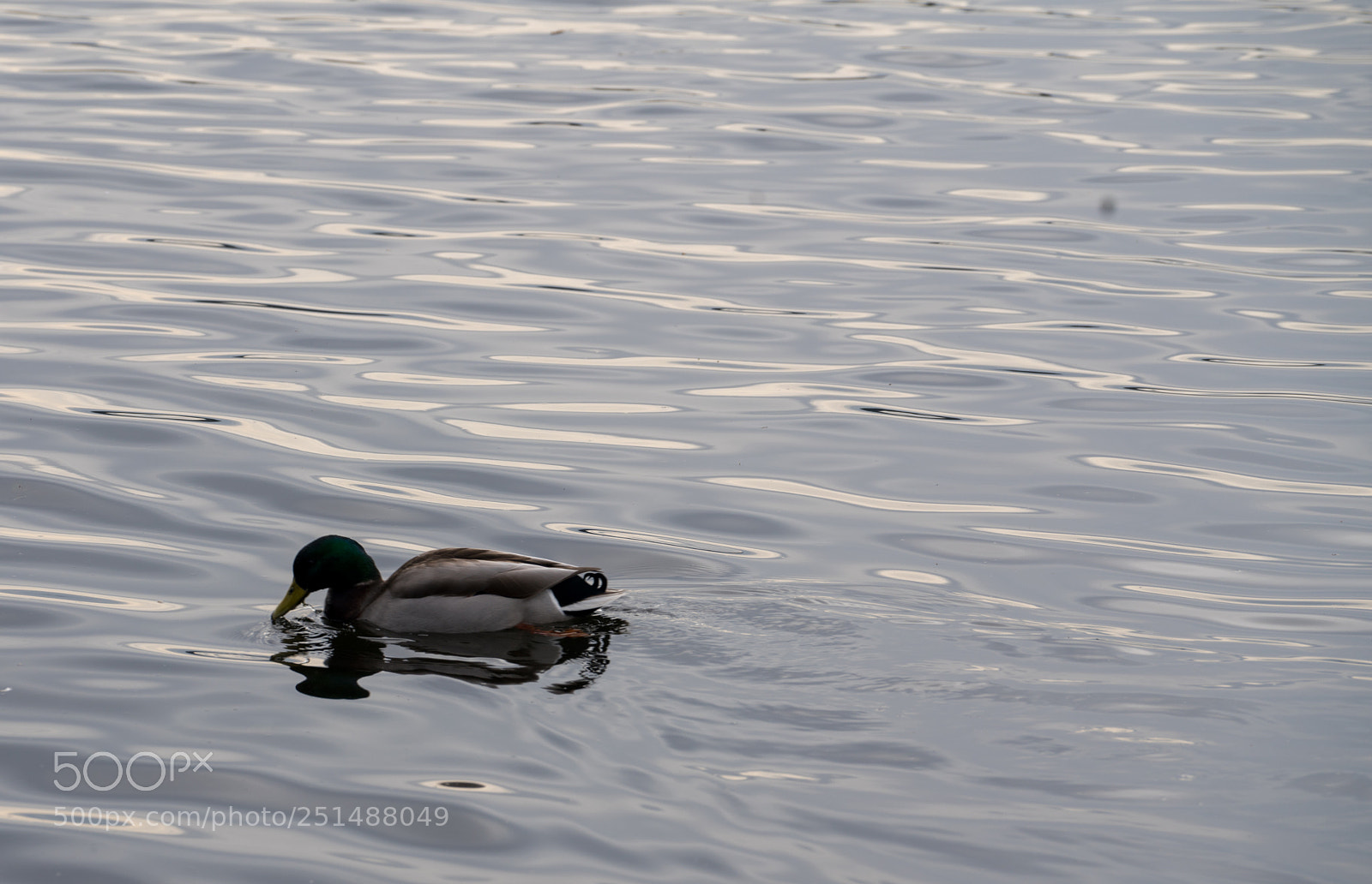 Sony a7R III sample photo. Duck surfing photography