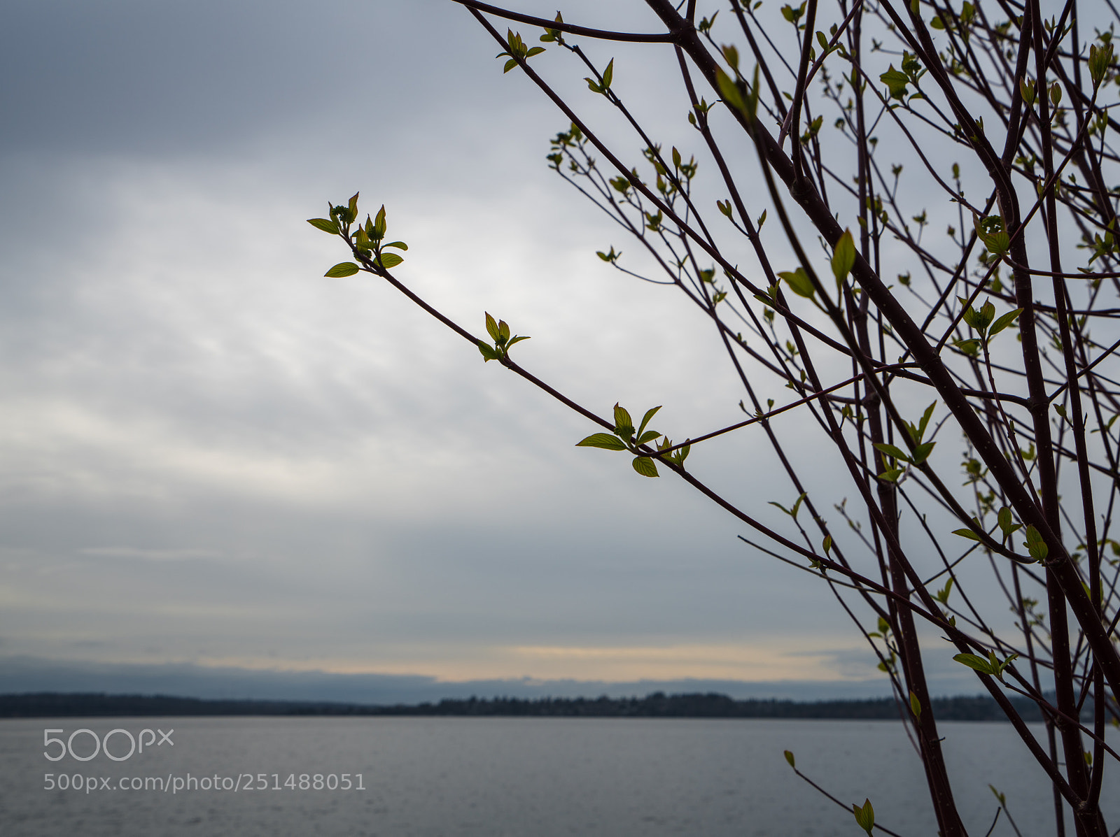 Sony a7R III sample photo. Growing by the lake photography