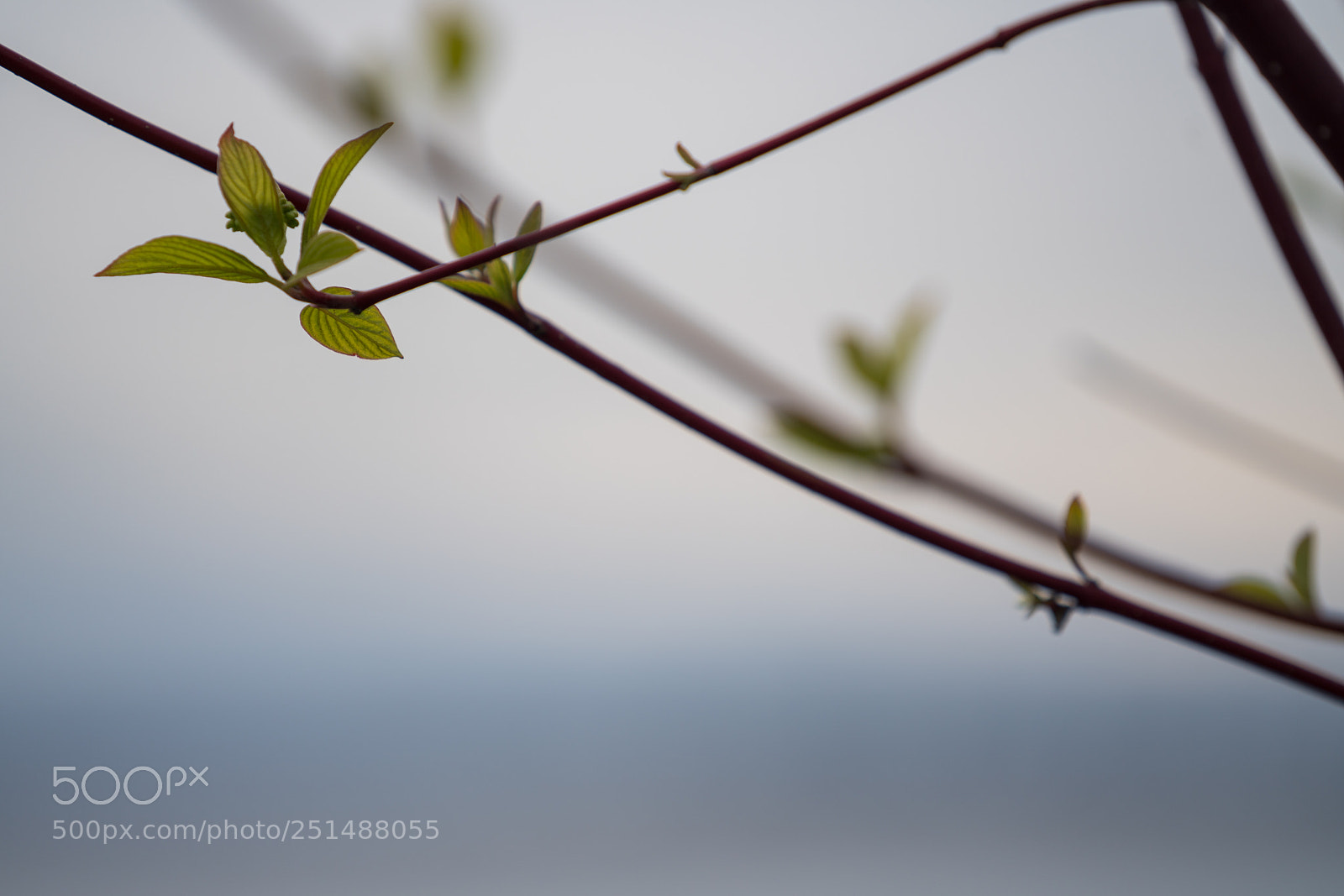 Sony a7R III sample photo. Signs of spring photography