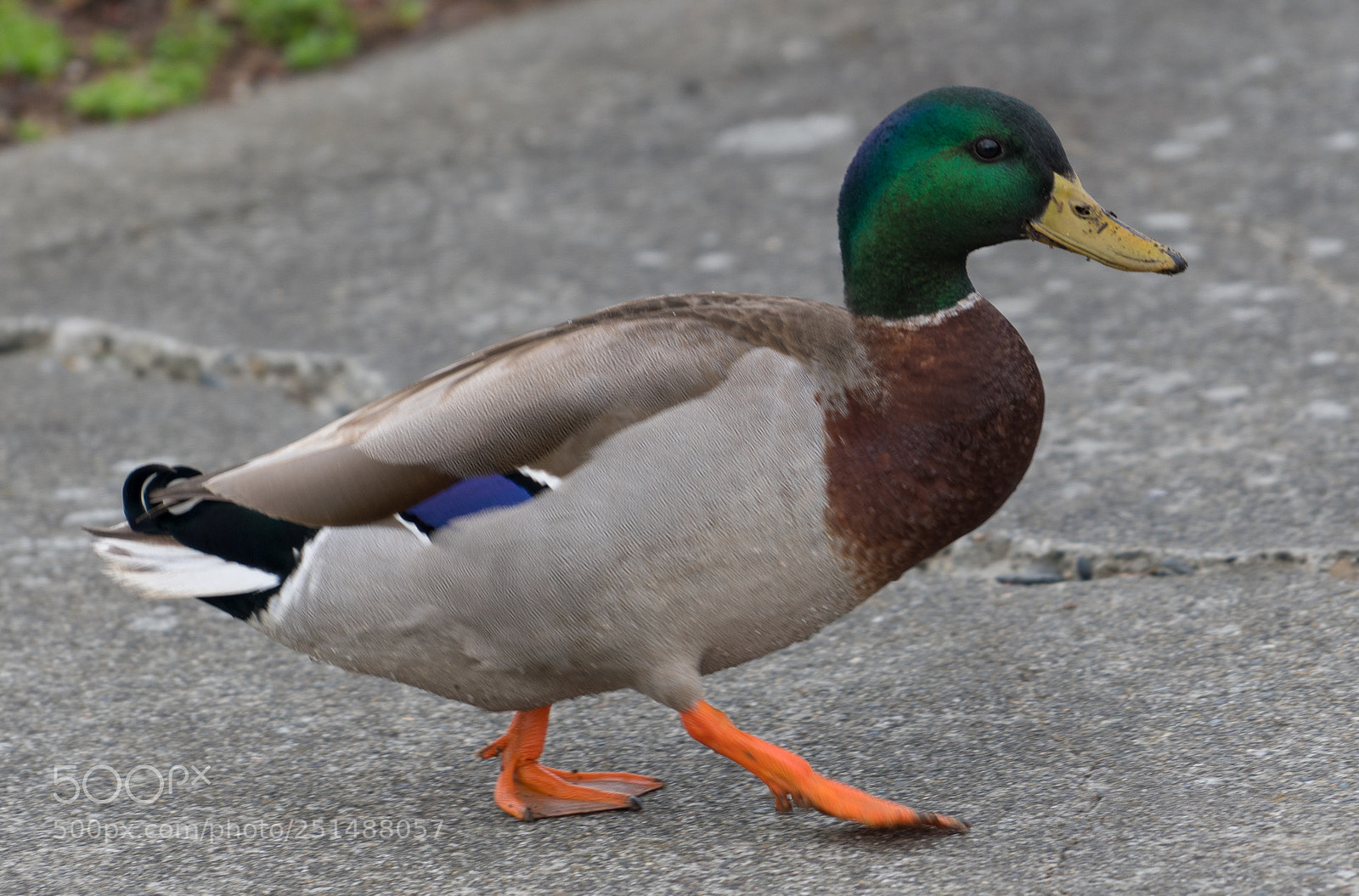 Sony a7R III sample photo. Why did the duck photography
