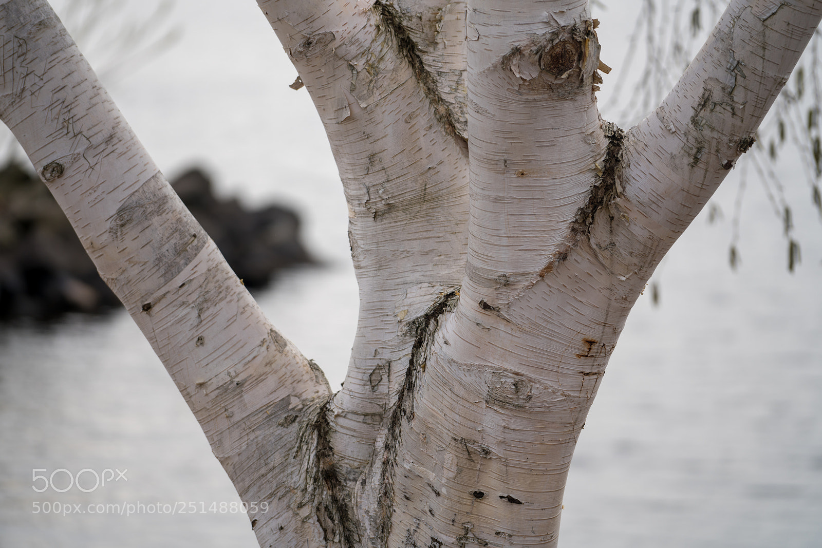 Sony a7R III sample photo. Bark and rock photography