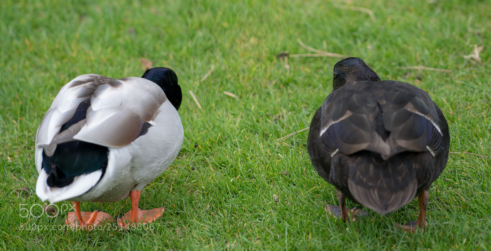 Sony a7R III sample photo. Duck date photography