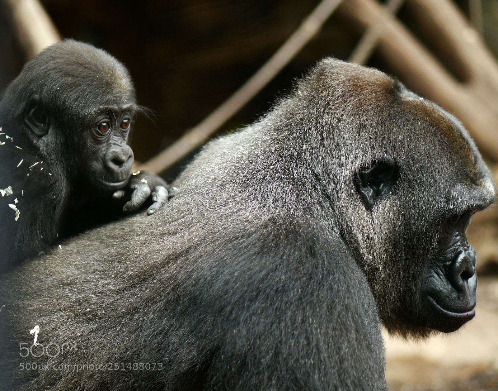 Panasonic Lumix DMC-G5 sample photo. Gorillas photography