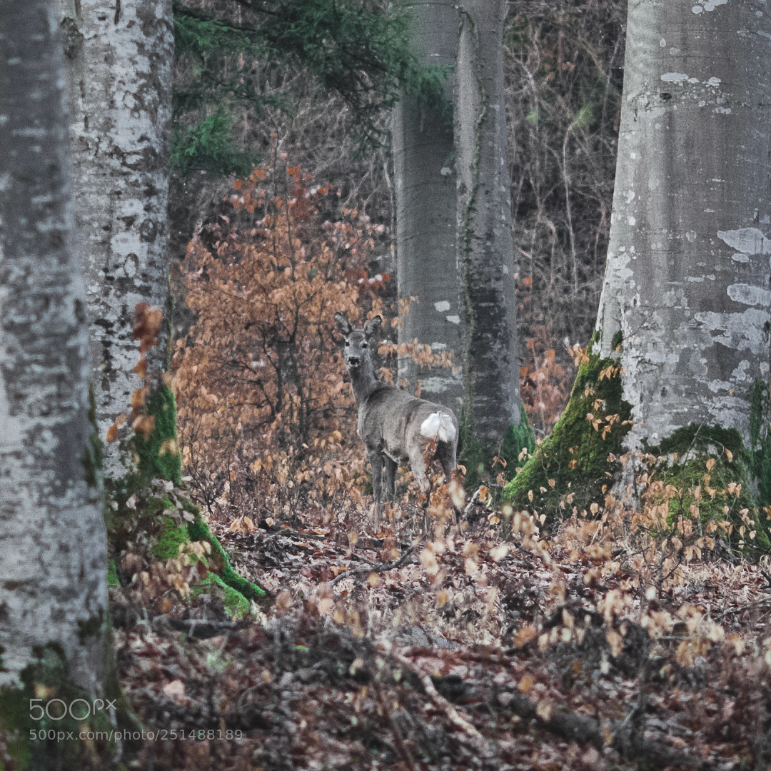 Canon EOS-1D Mark III sample photo. Blending in photography