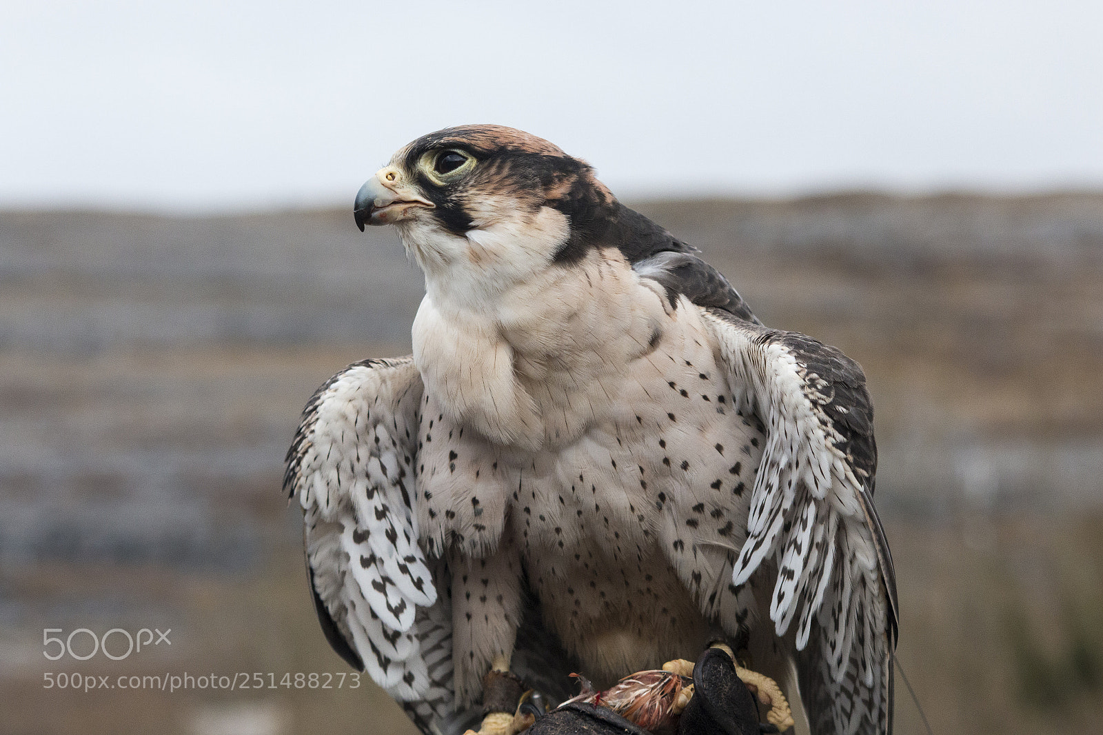 Canon EOS 70D sample photo. Burren bird photography