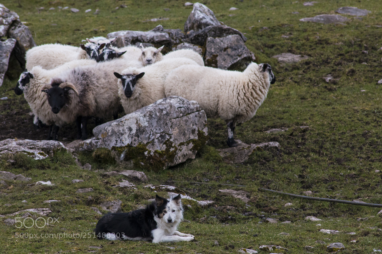Canon EOS 70D sample photo. Sitting guard photography