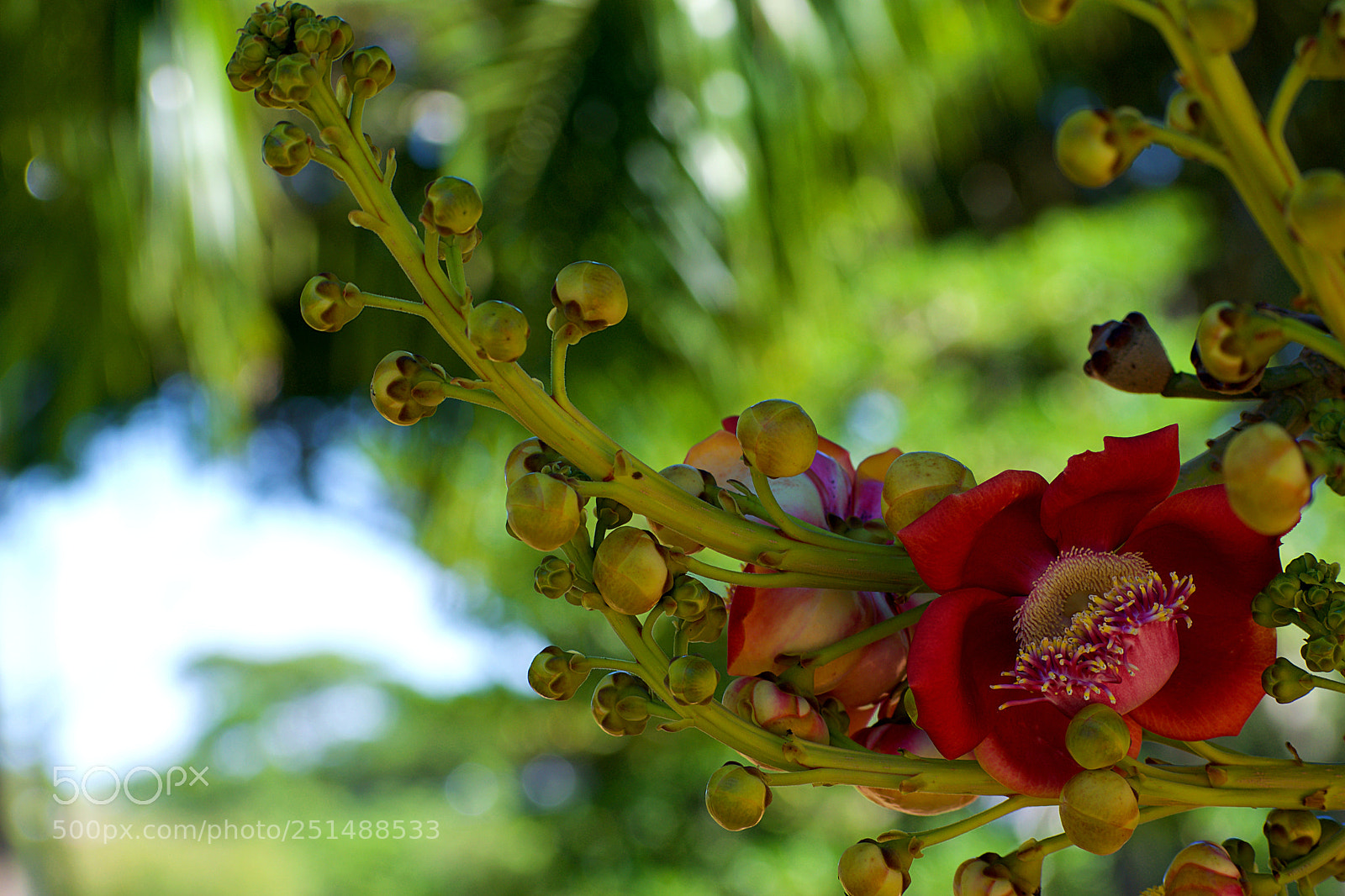 Nikon D3300 sample photo. Cannonball flowers photography