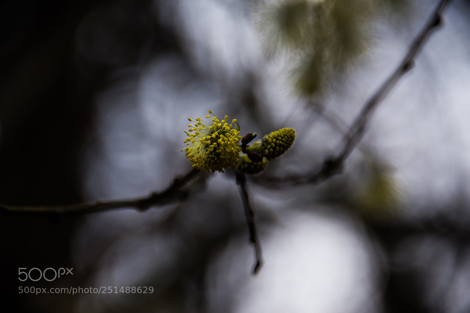 Nikon D600 sample photo. Spring photography
