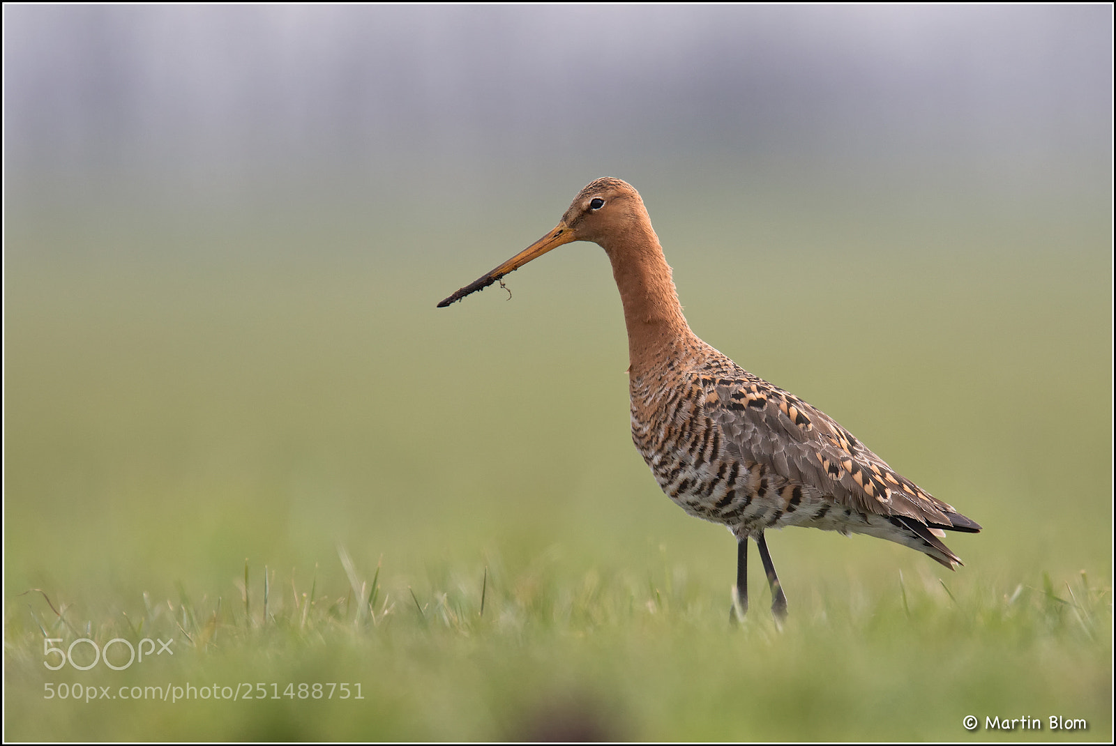 Canon EOS 7D Mark II sample photo. Grutto limosa limosa black-tailed photography