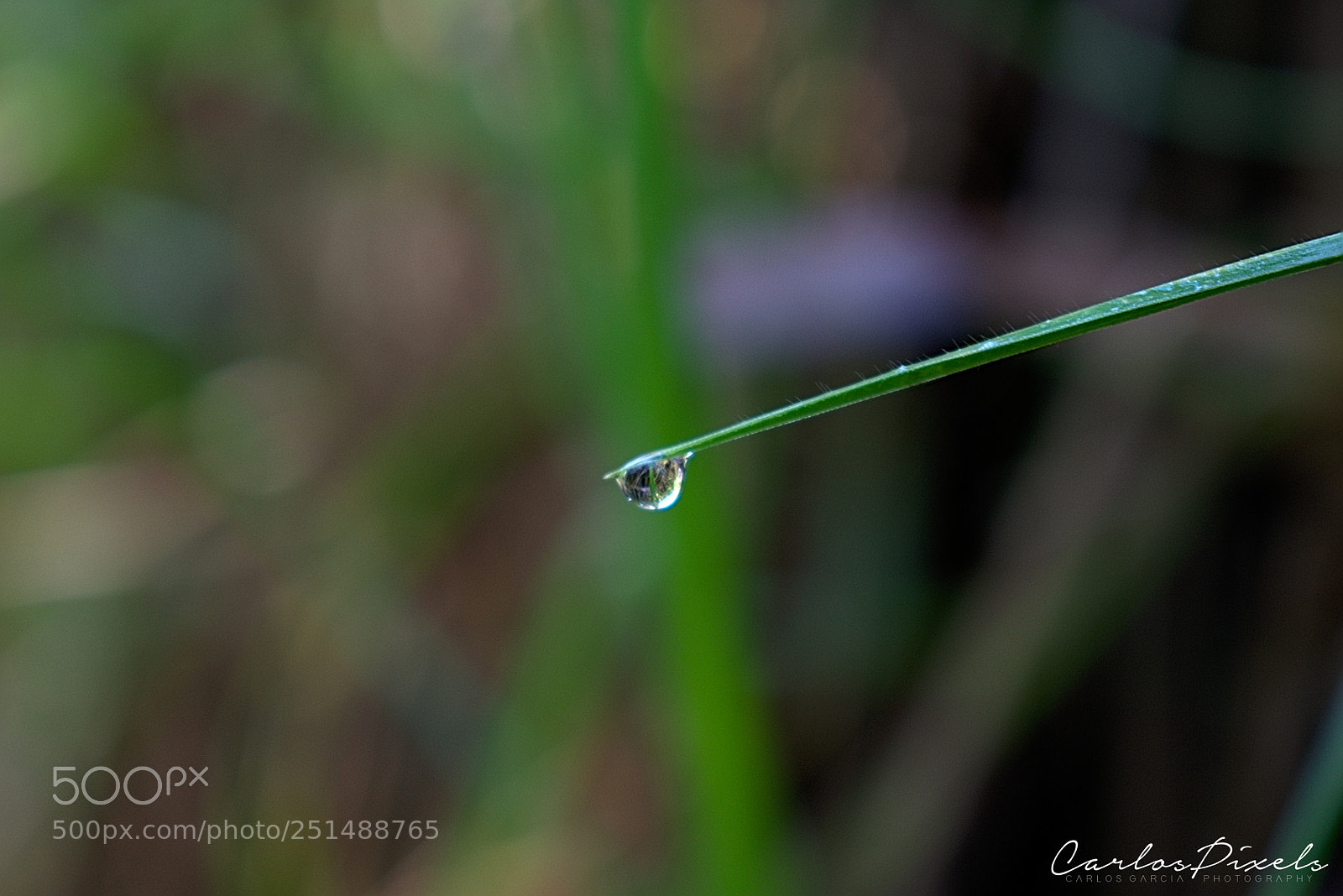 Nikon D3400 sample photo. Drop photography