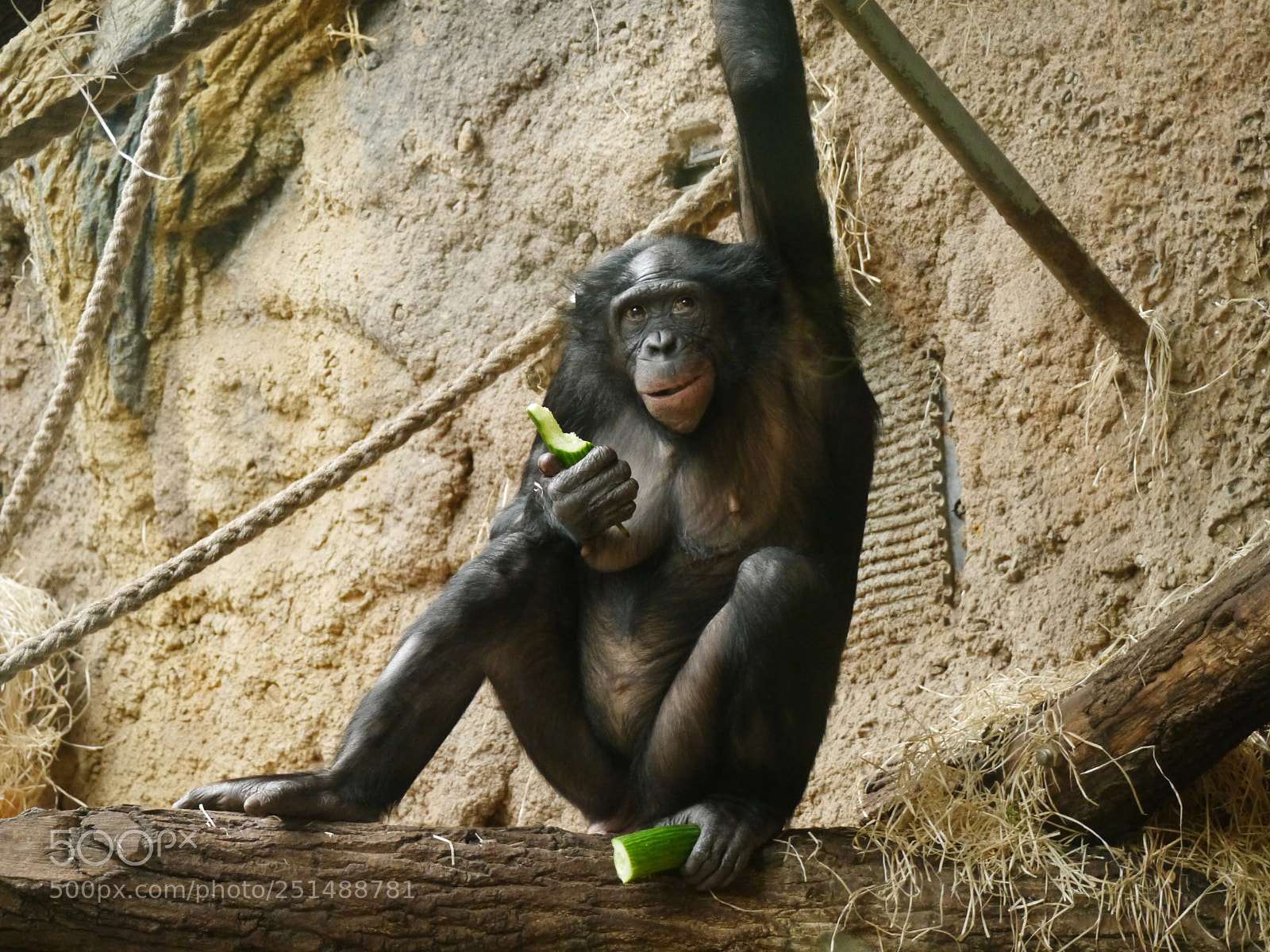 Panasonic Lumix DMC-G5 sample photo. Baboon photography