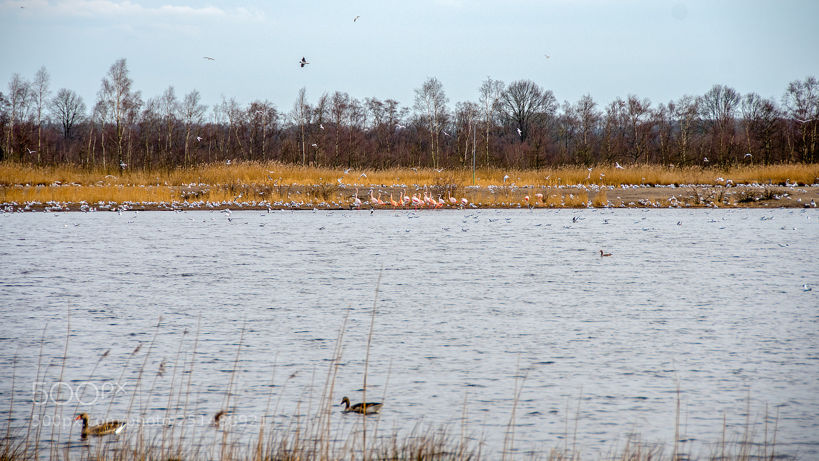 Nikon D500 sample photo. Zwillbrocker venn photography