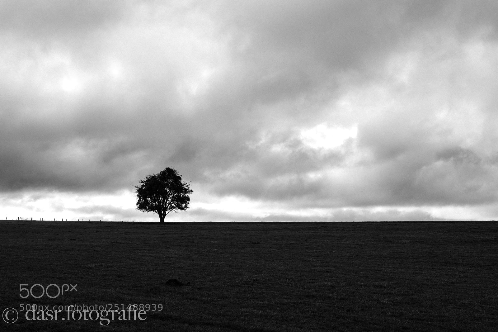 Nikon D5500 sample photo. One tree photography