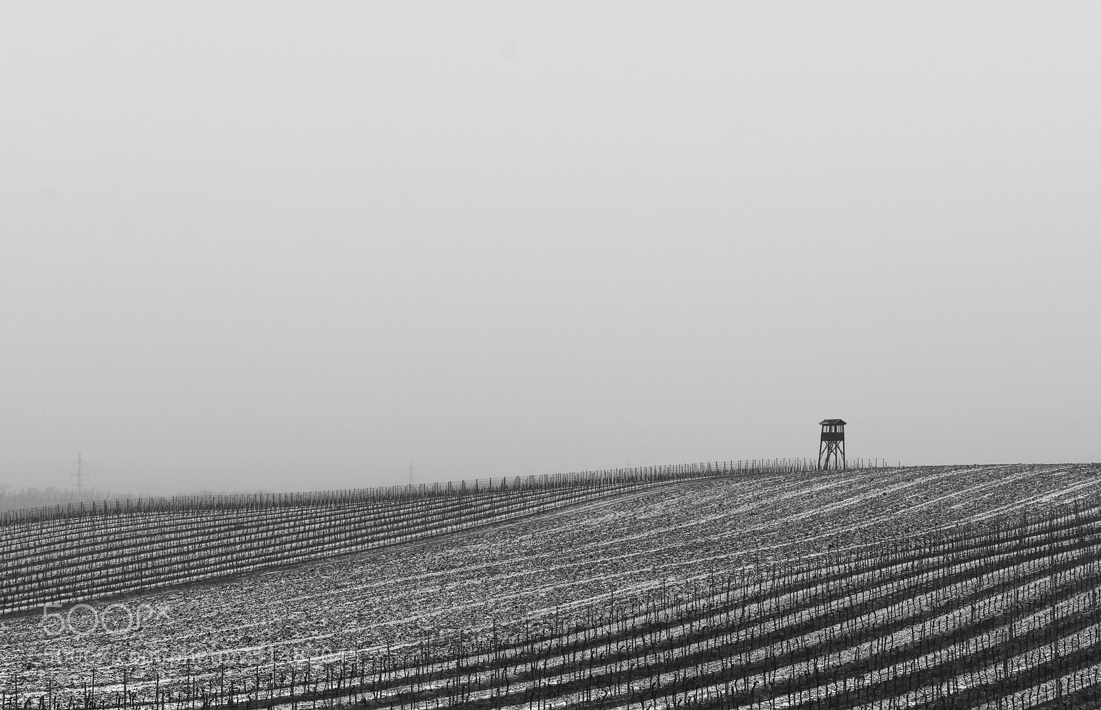 Nikon D7100 sample photo. Winter vineyard photography