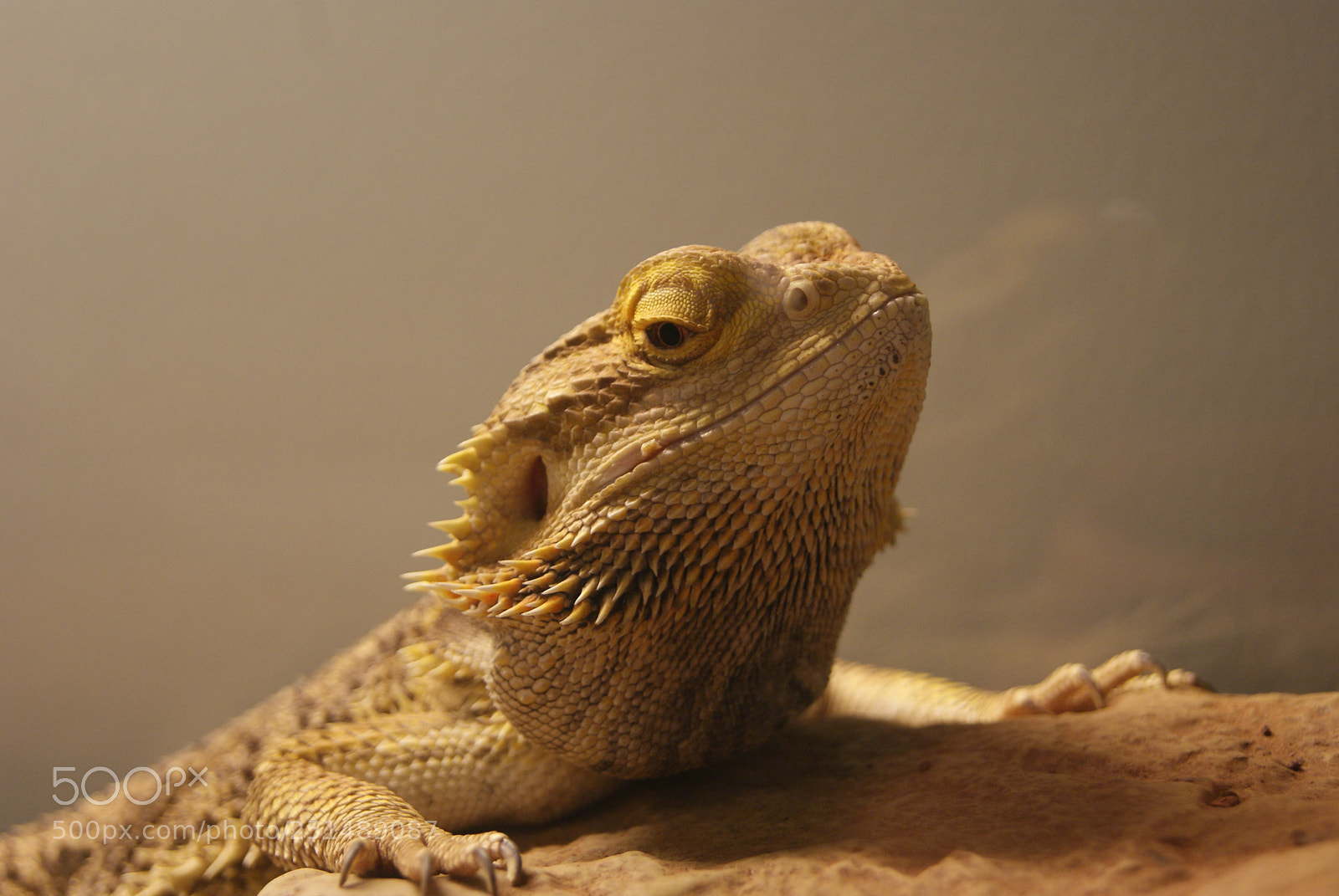 Sony Alpha DSLR-A230 sample photo. Ivan the beardeddragon photography