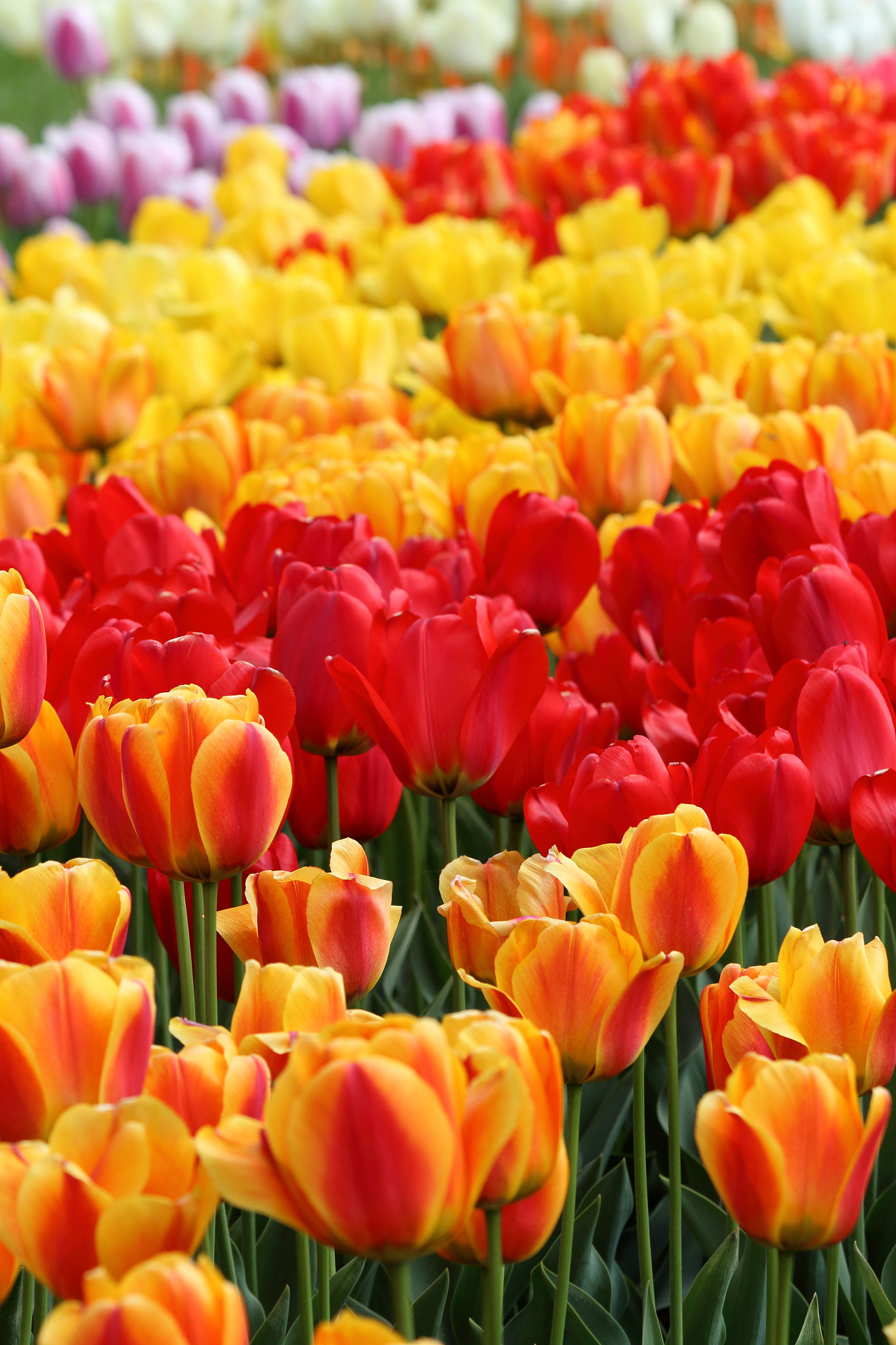 Canon EF 70-300mm F4-5.6 IS USM sample photo. Tulips photography
