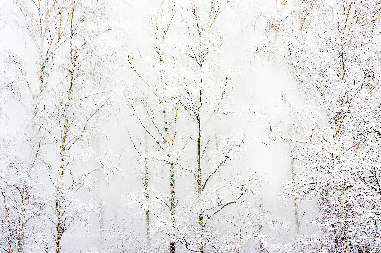 Sony Alpha NEX-5 sample photo. Winter forest photography
