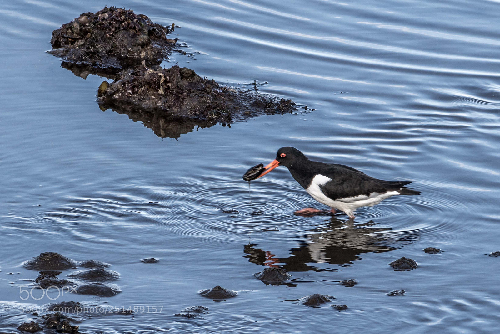 Canon EOS 760D (EOS Rebel T6s / EOS 8000D) sample photo. Icelandic birds photography