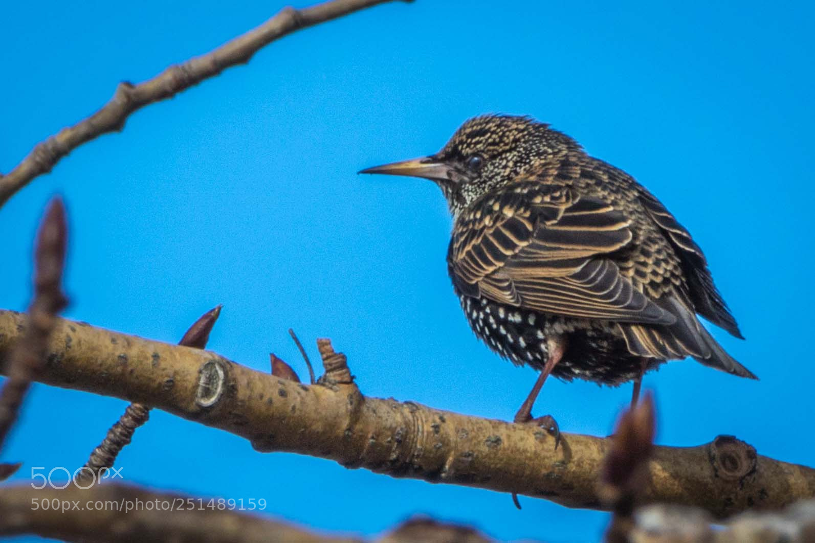 Canon EOS 760D (EOS Rebel T6s / EOS 8000D) sample photo. Icelandic birds photography