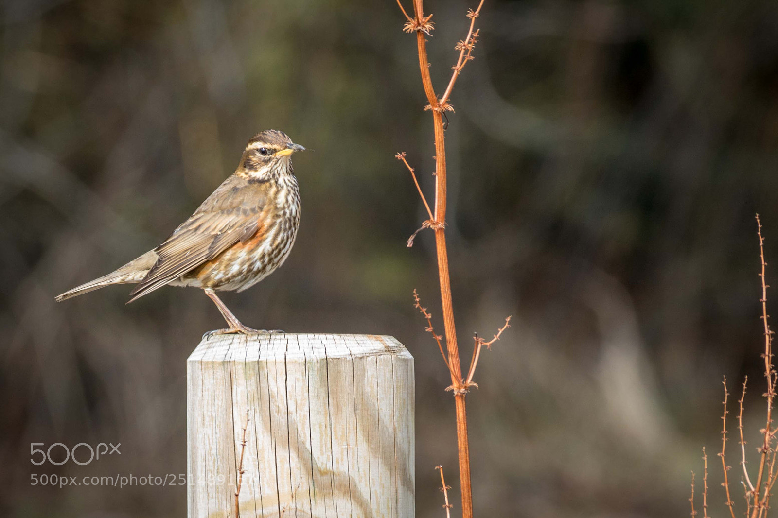 Canon EOS 760D (EOS Rebel T6s / EOS 8000D) sample photo. Icelandic birds photography