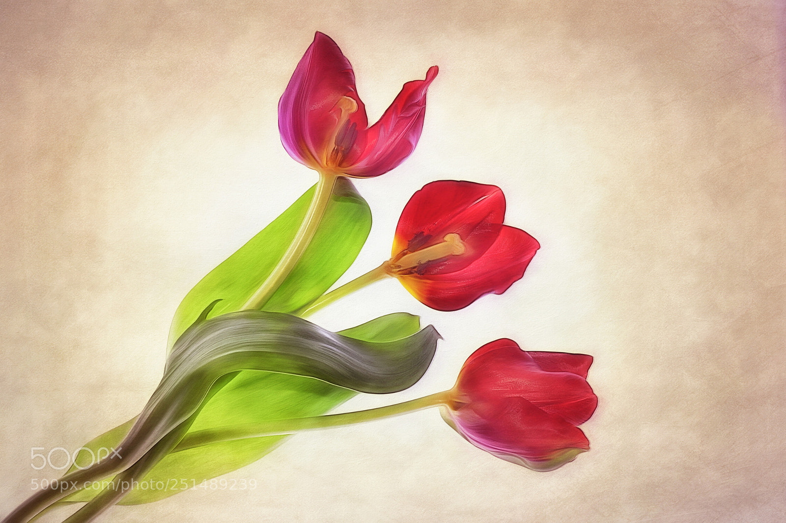 Canon EOS 5D Mark IV sample photo. Three tulips photography