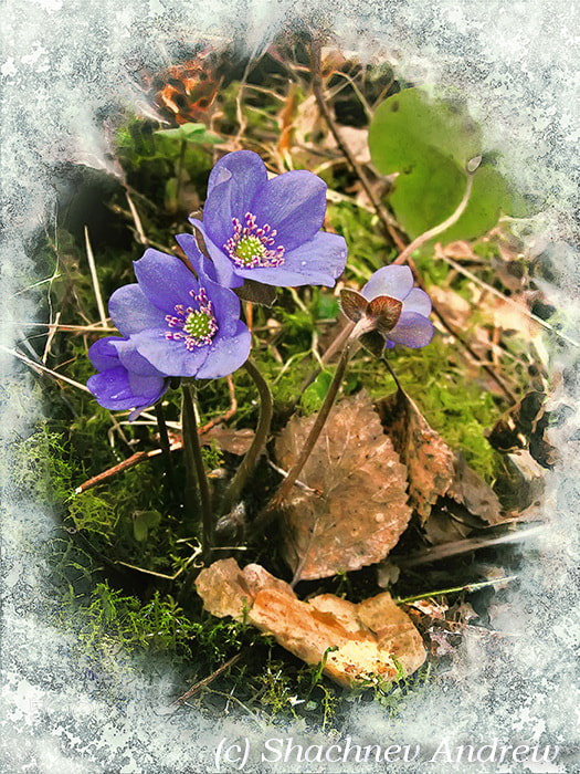 Canon PowerShot A590 IS sample photo. Spring postcard (hepatica nobilis) photography