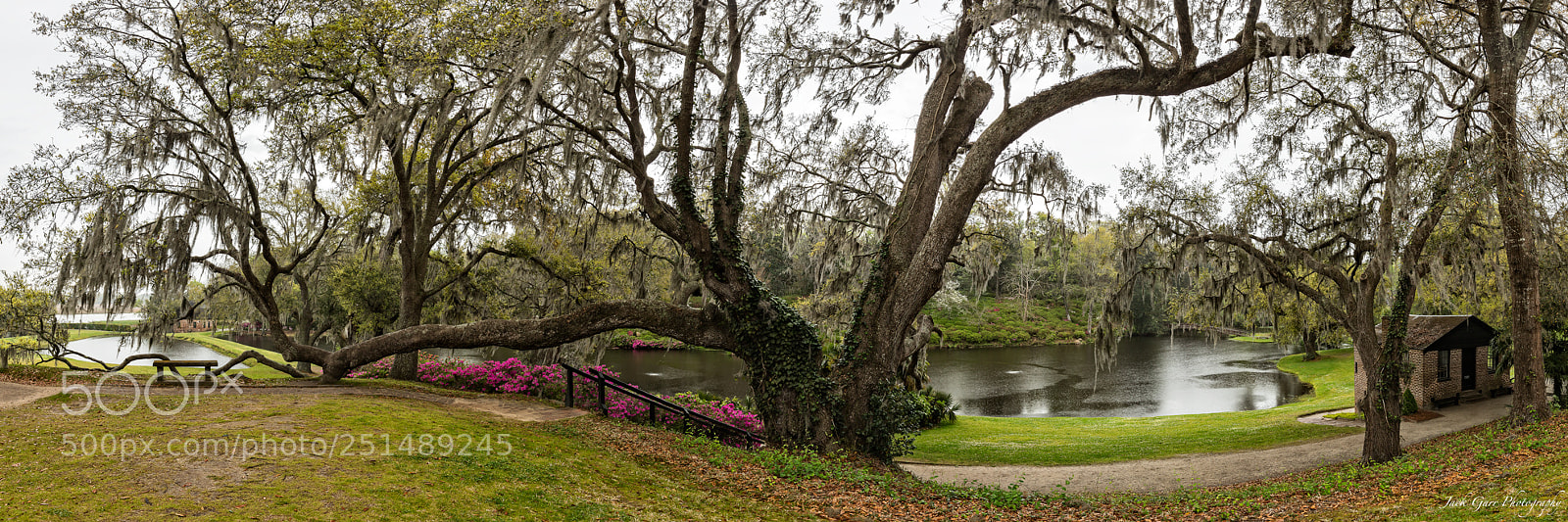 Canon EOS 5DS sample photo. Old large oak tree photography