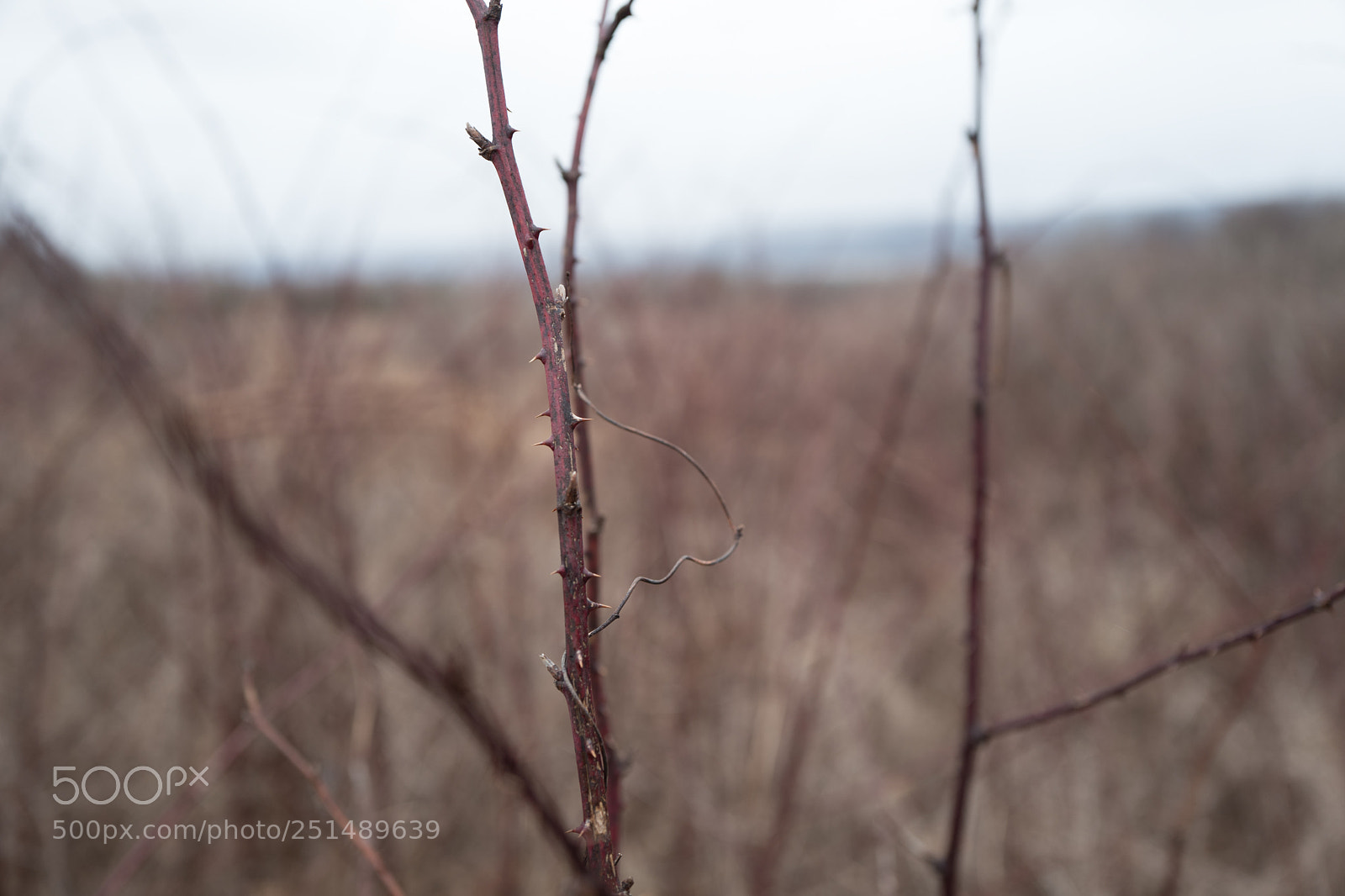Leica Q (Typ 116) sample photo. Isolated thorns photography