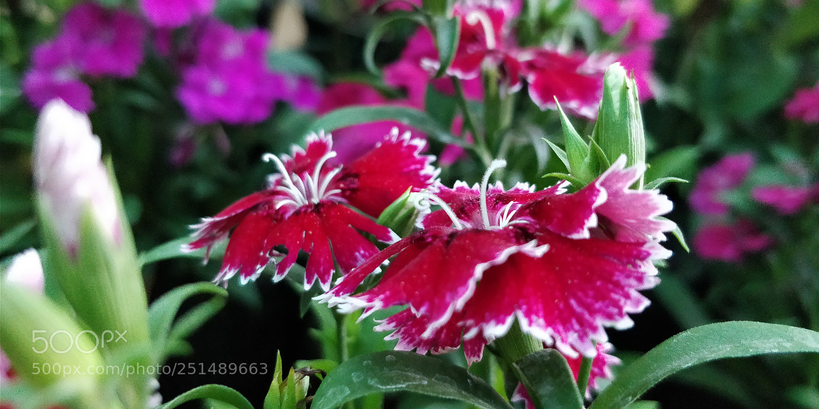 OnePlus 5T sample photo. Flower photography